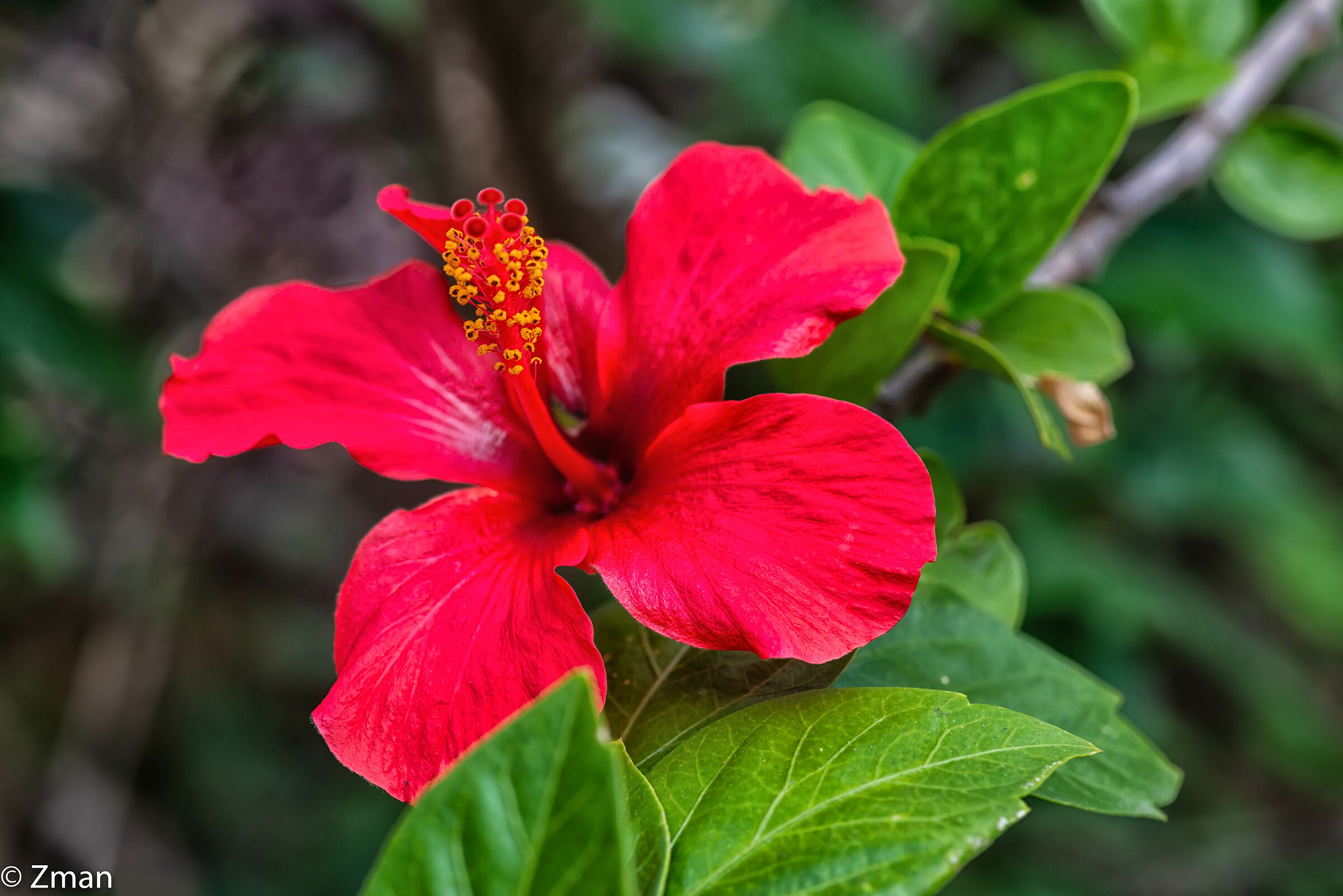 Hibiscus