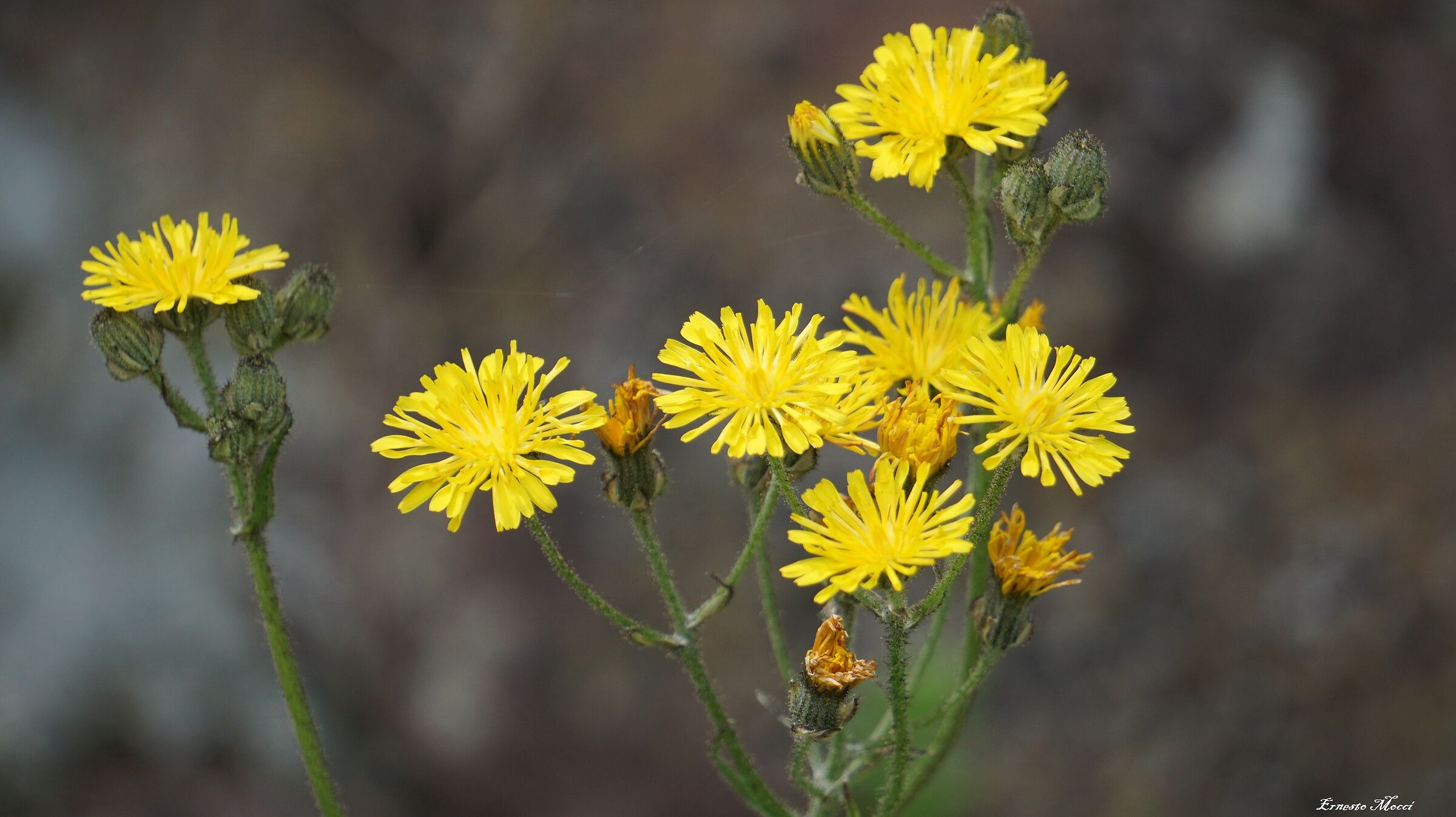 Sensibilità personale, alla Pittura Arte Nobile