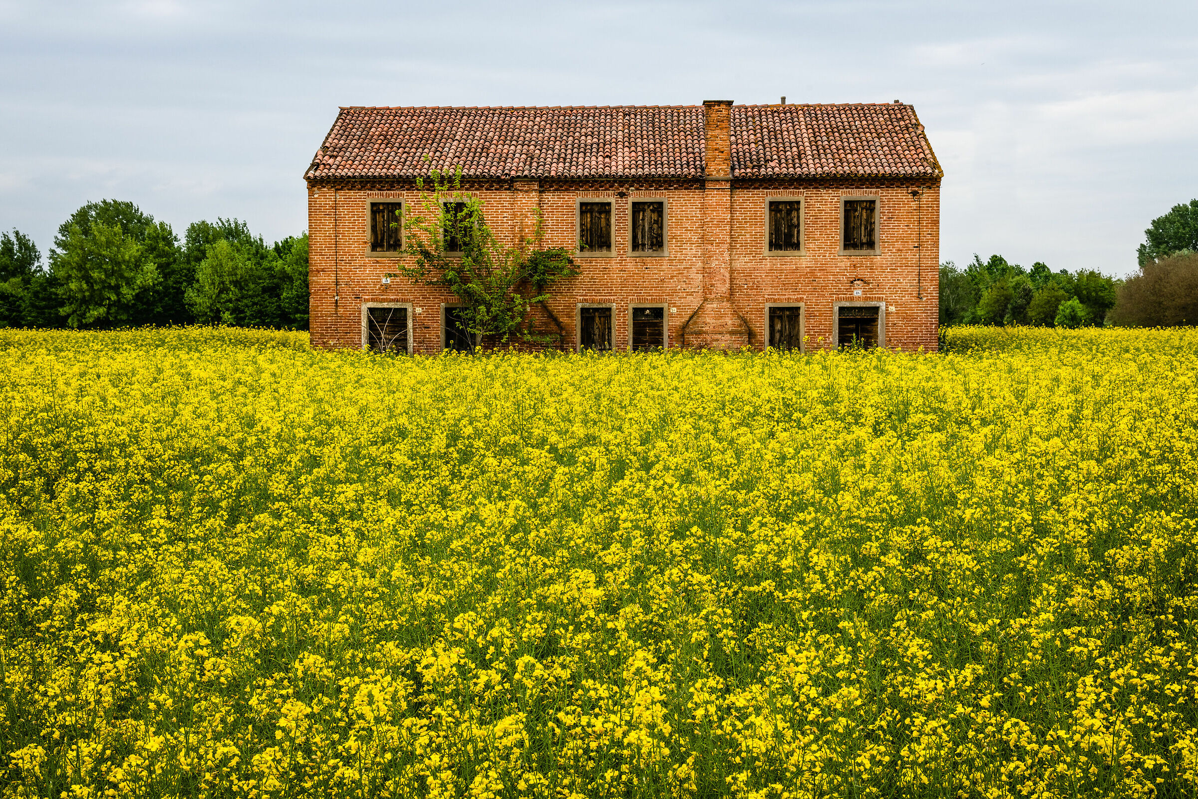 Il campo giallo
