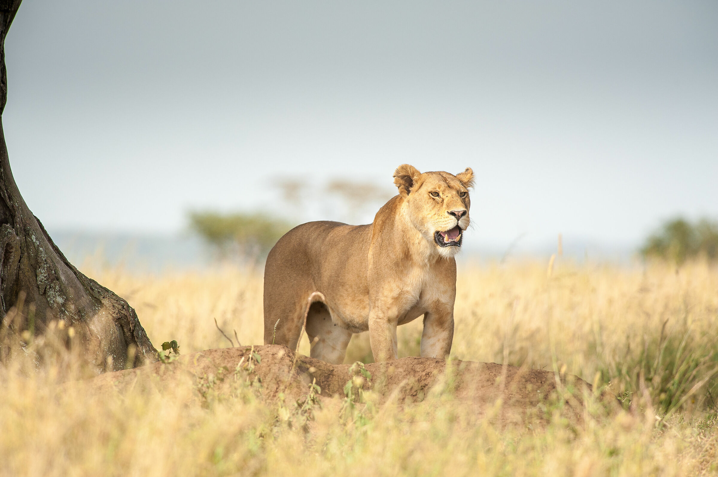 Ritratto di Leonessa