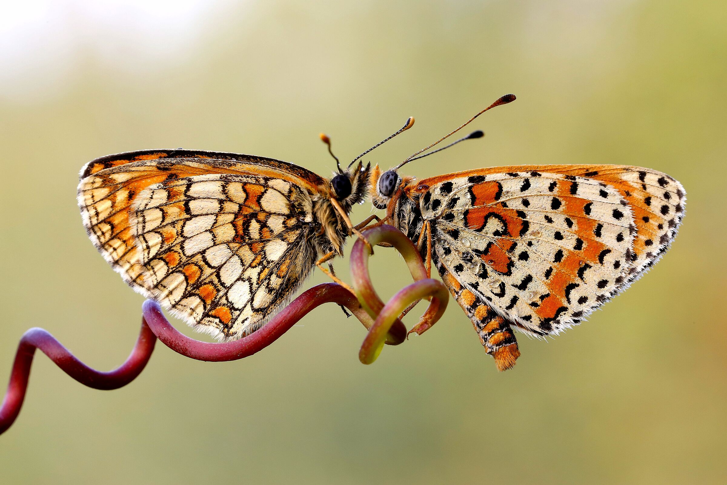 Butterflies in Carousel
