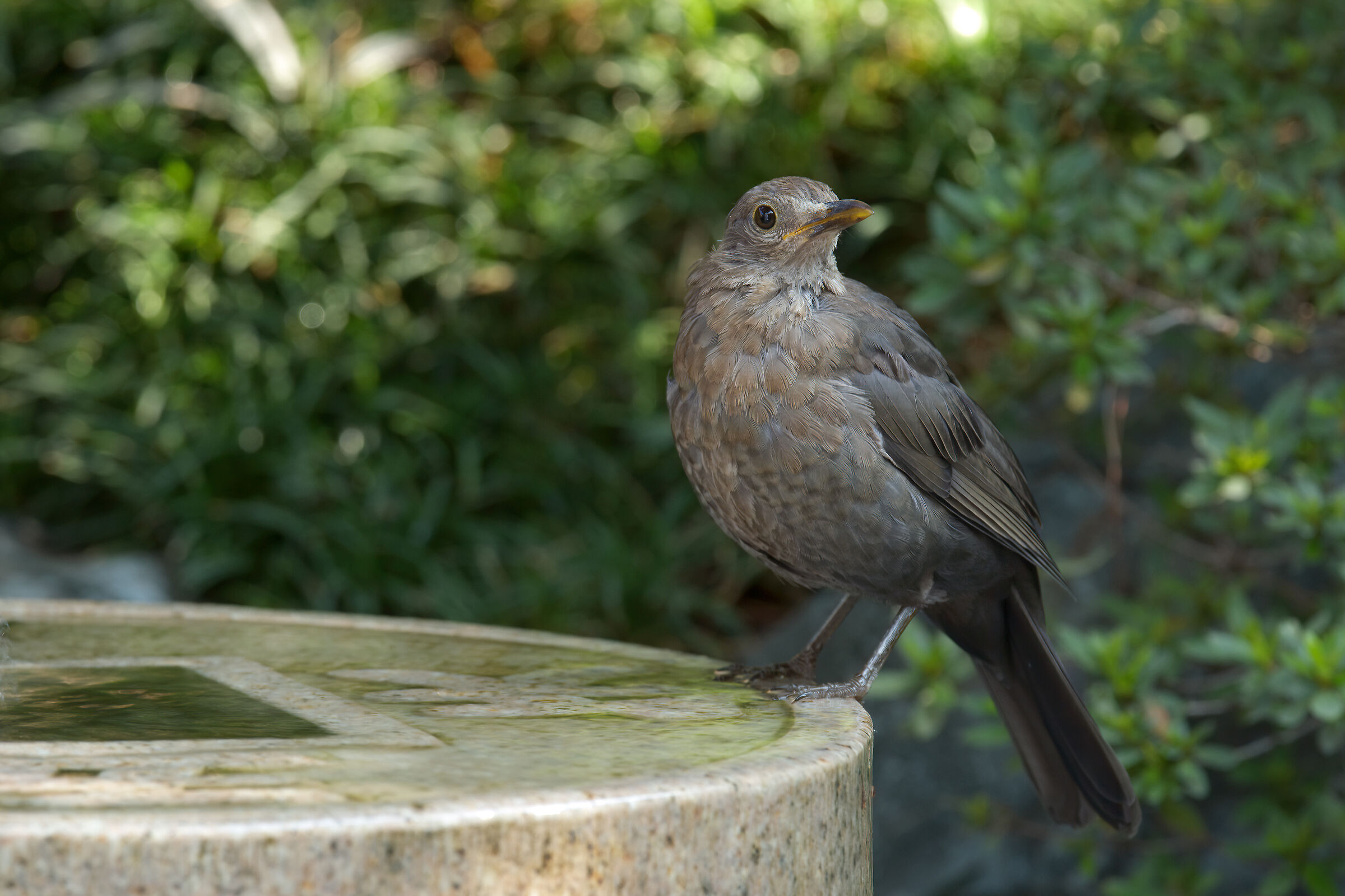 Merla at the bathroom.