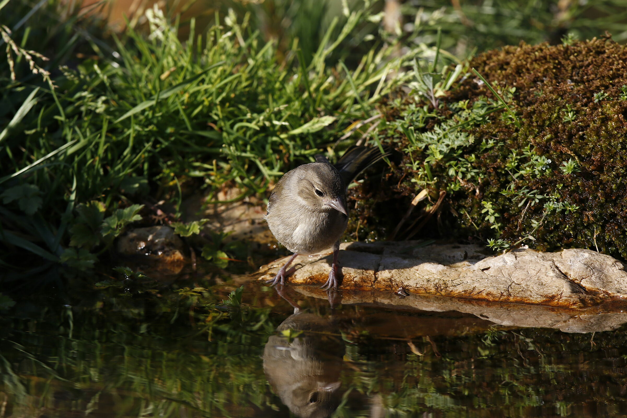 Specchio delle mie brame chi è la più bello de...