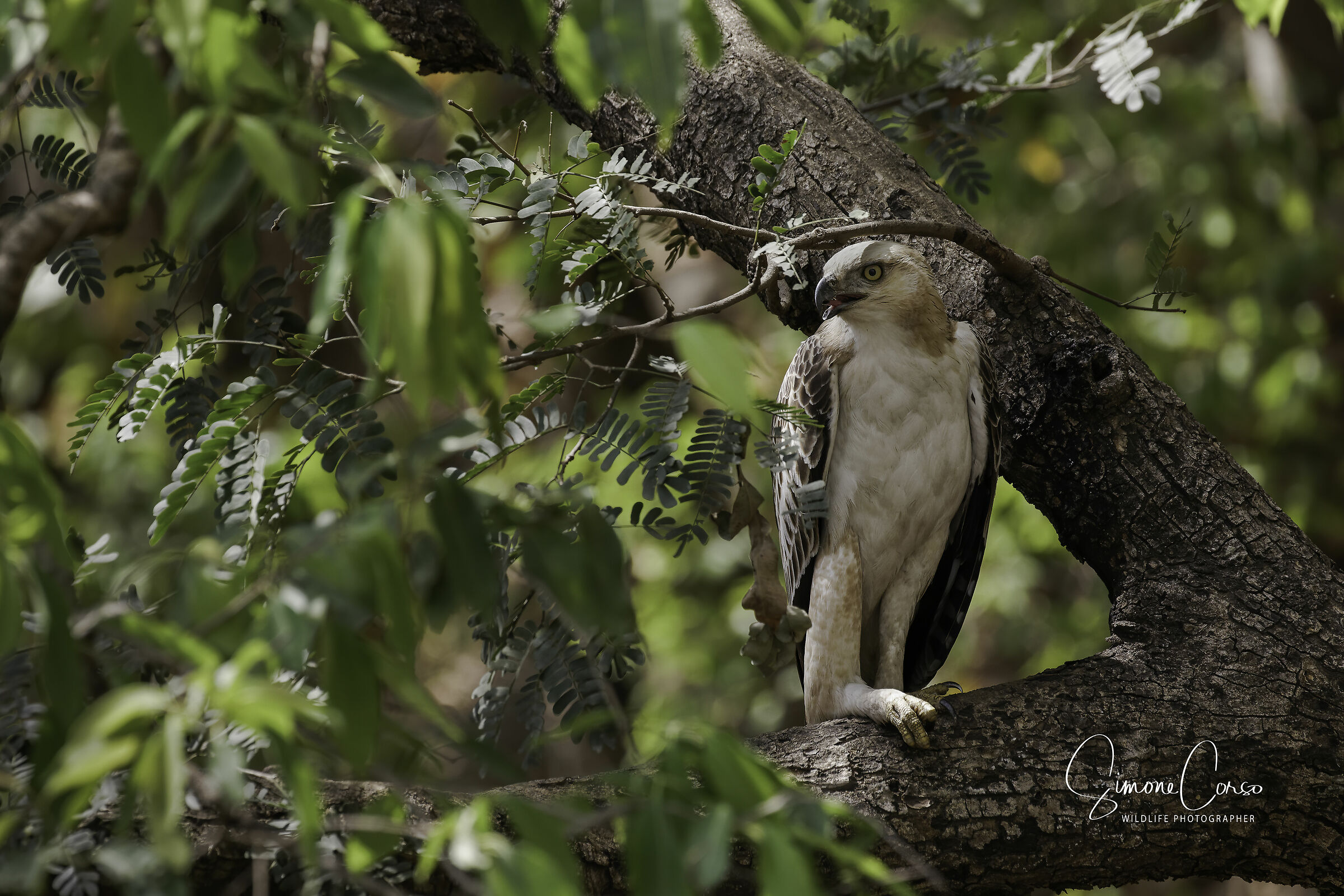 Falco-aquila mutevole (Nisaetus Cirrhatus)