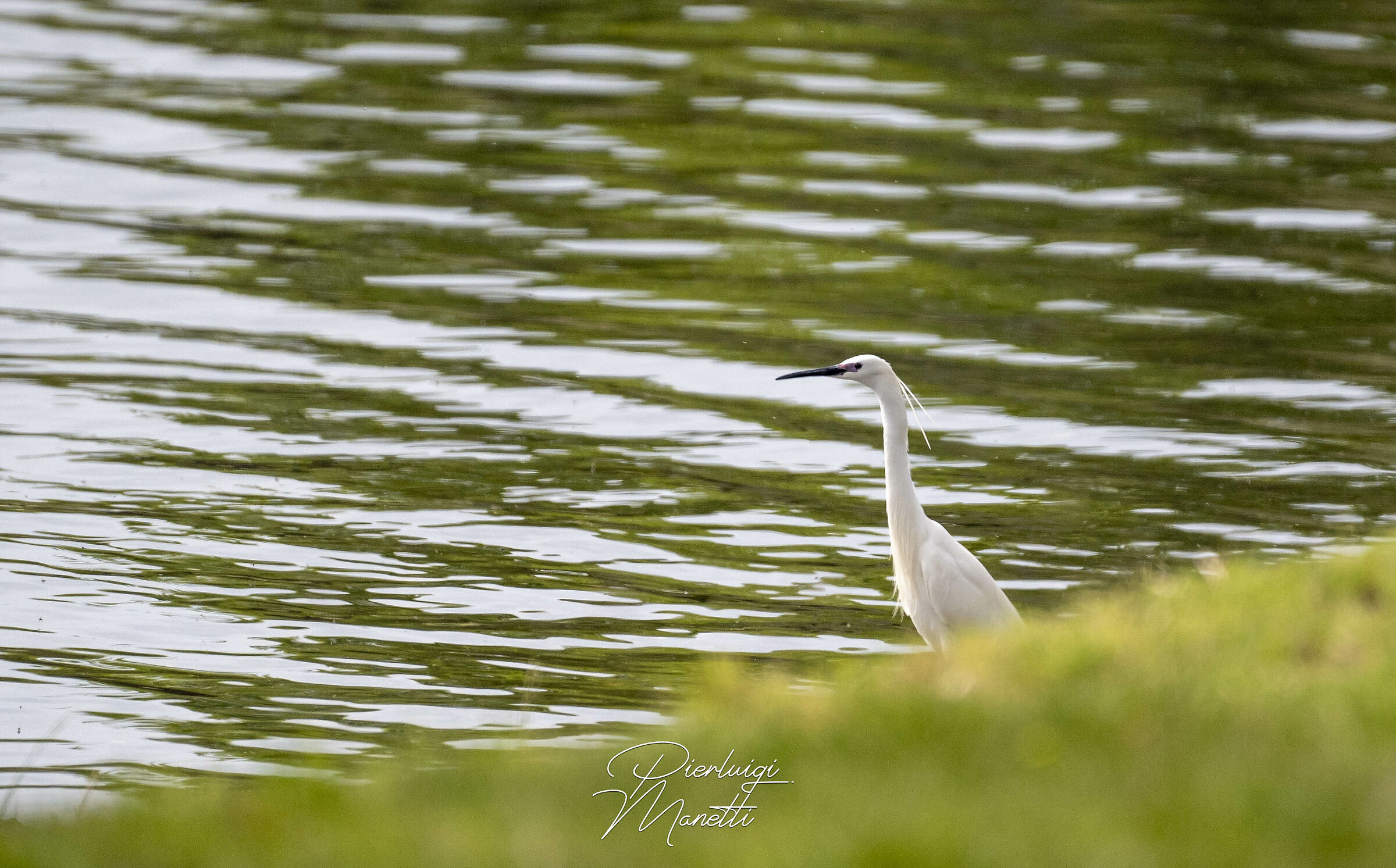 Garzetta in Riva al Lago