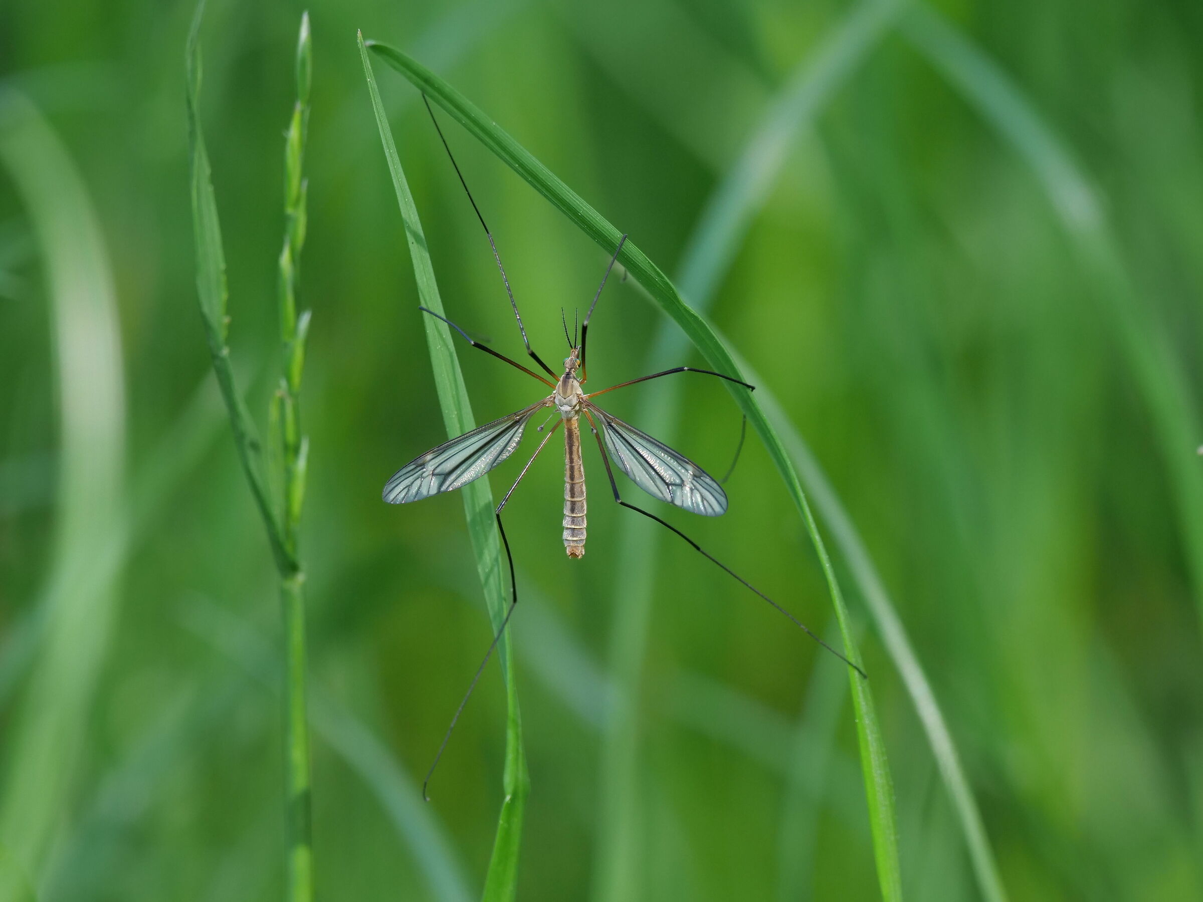 Tipula oleracea