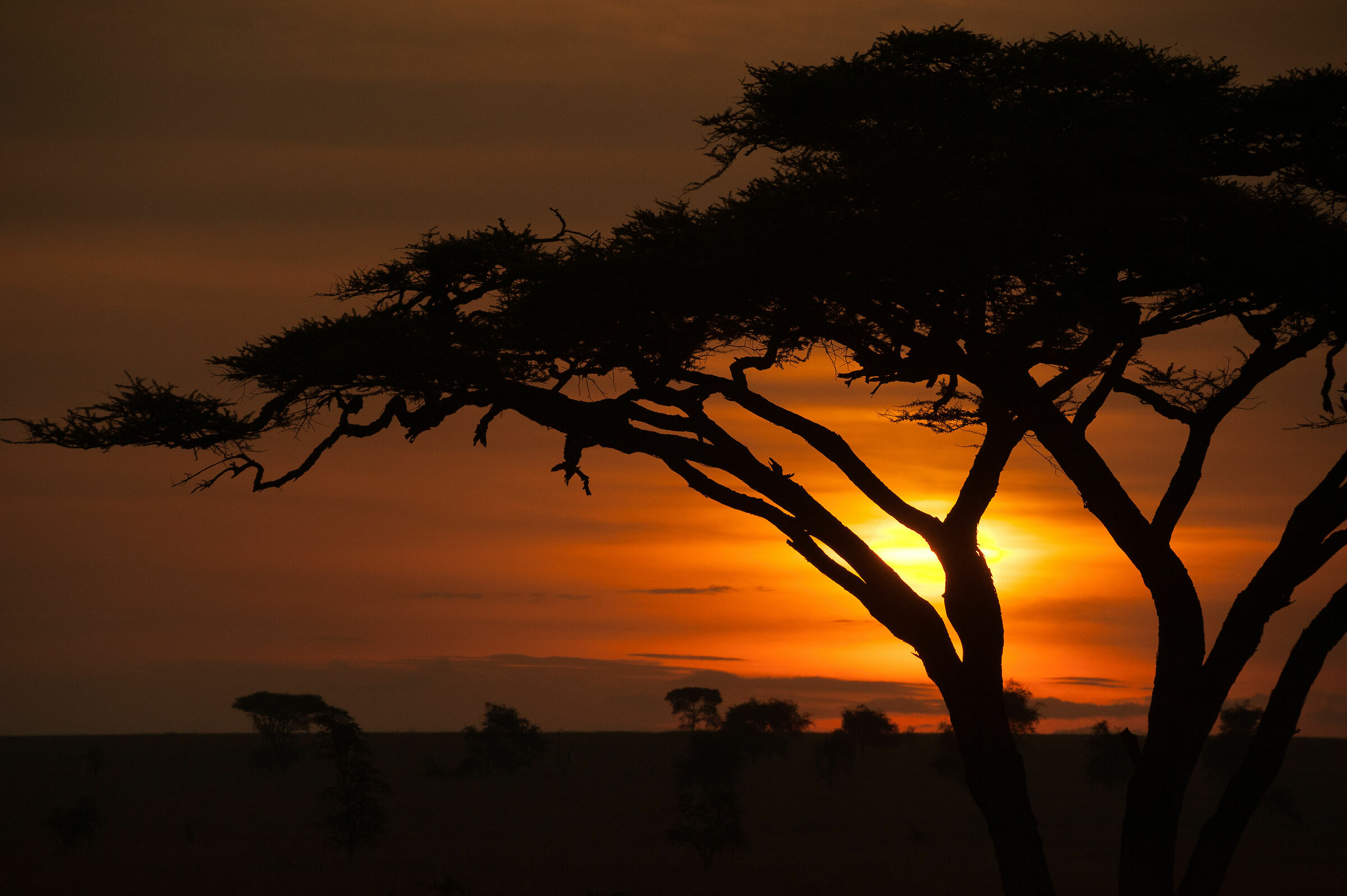 Alba sul Serengeti