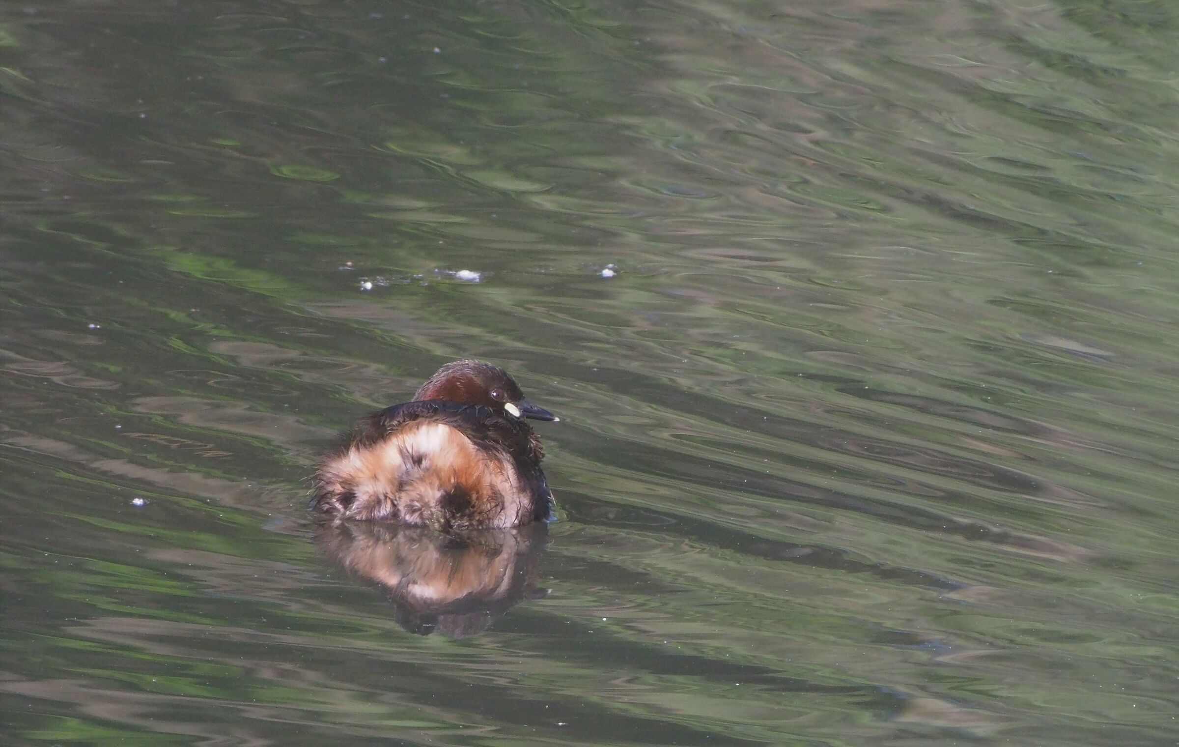 Little diver or trick?!