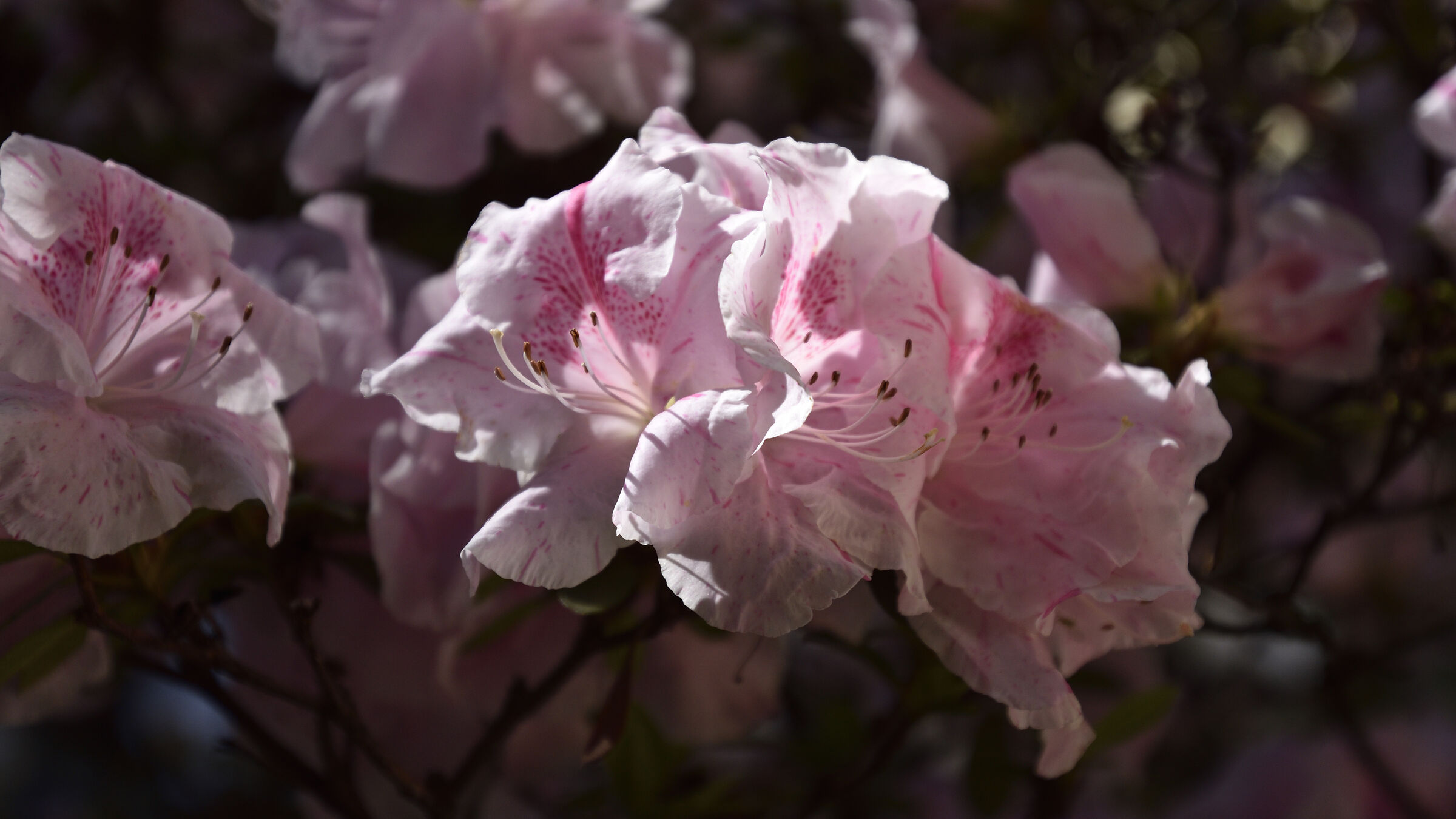 Nikon D5500-ob. Nikon 16-80mm-F 4.5 1/2500 ISO200