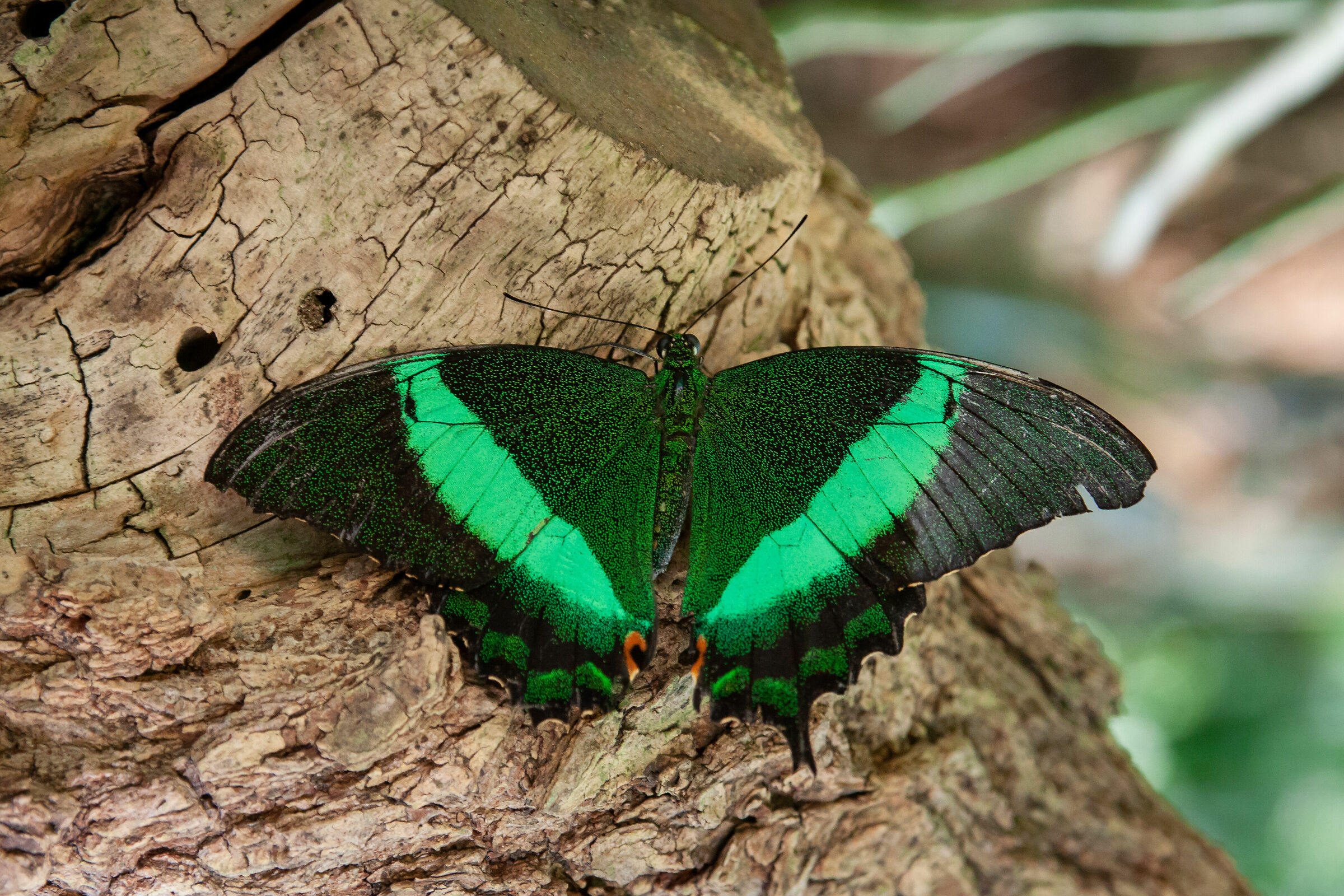 Papilio Plinurus