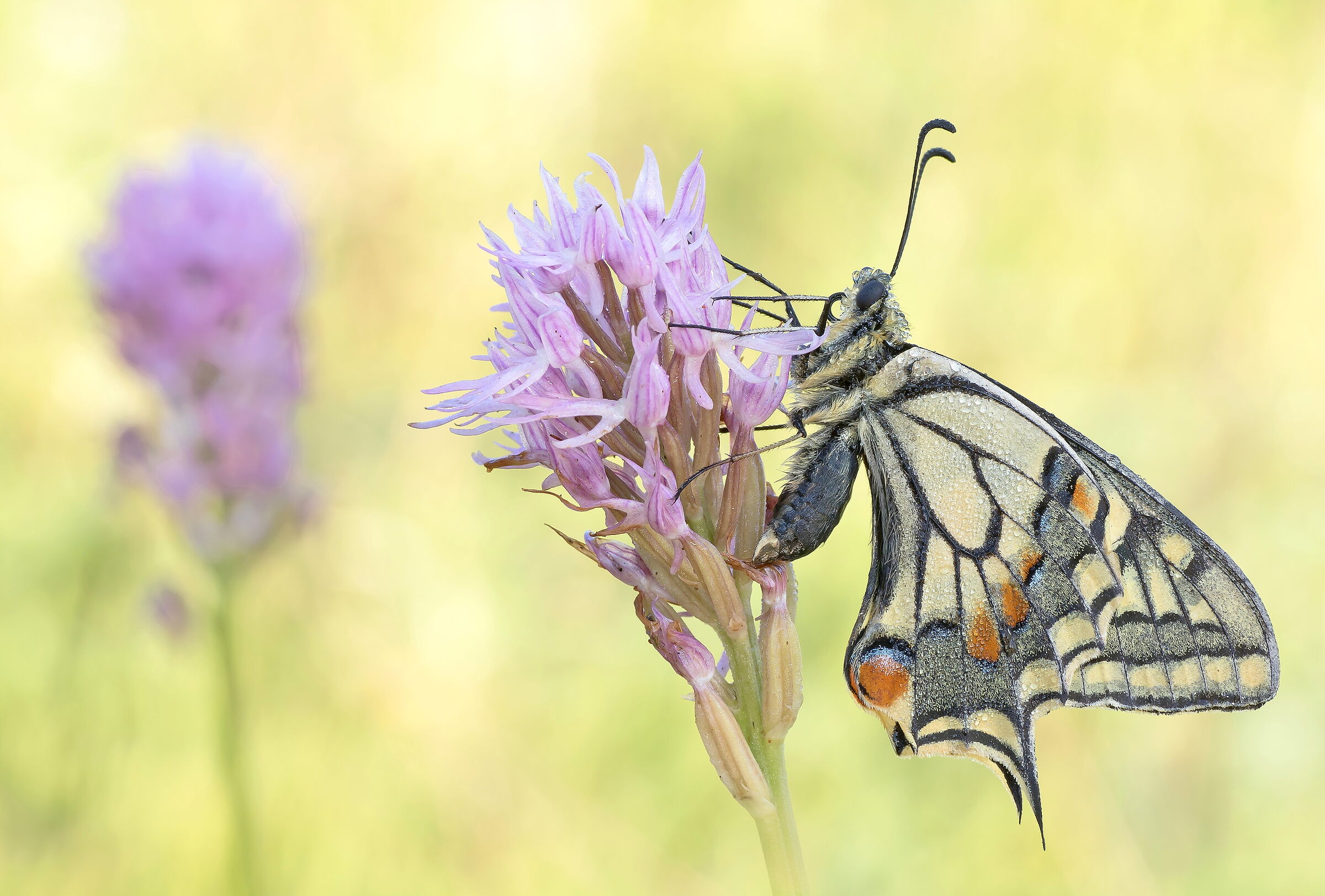 Papilio machaon.
