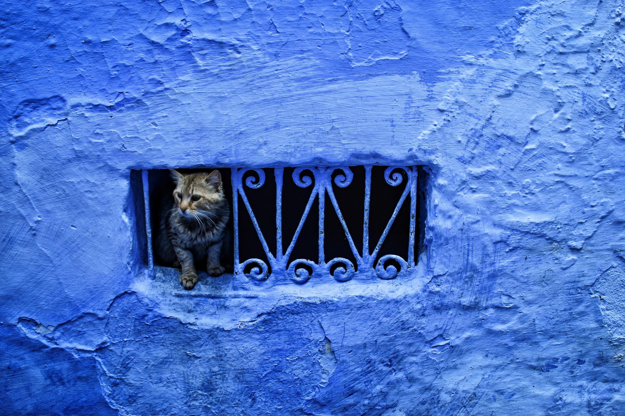 Gattino a Chefchaouen