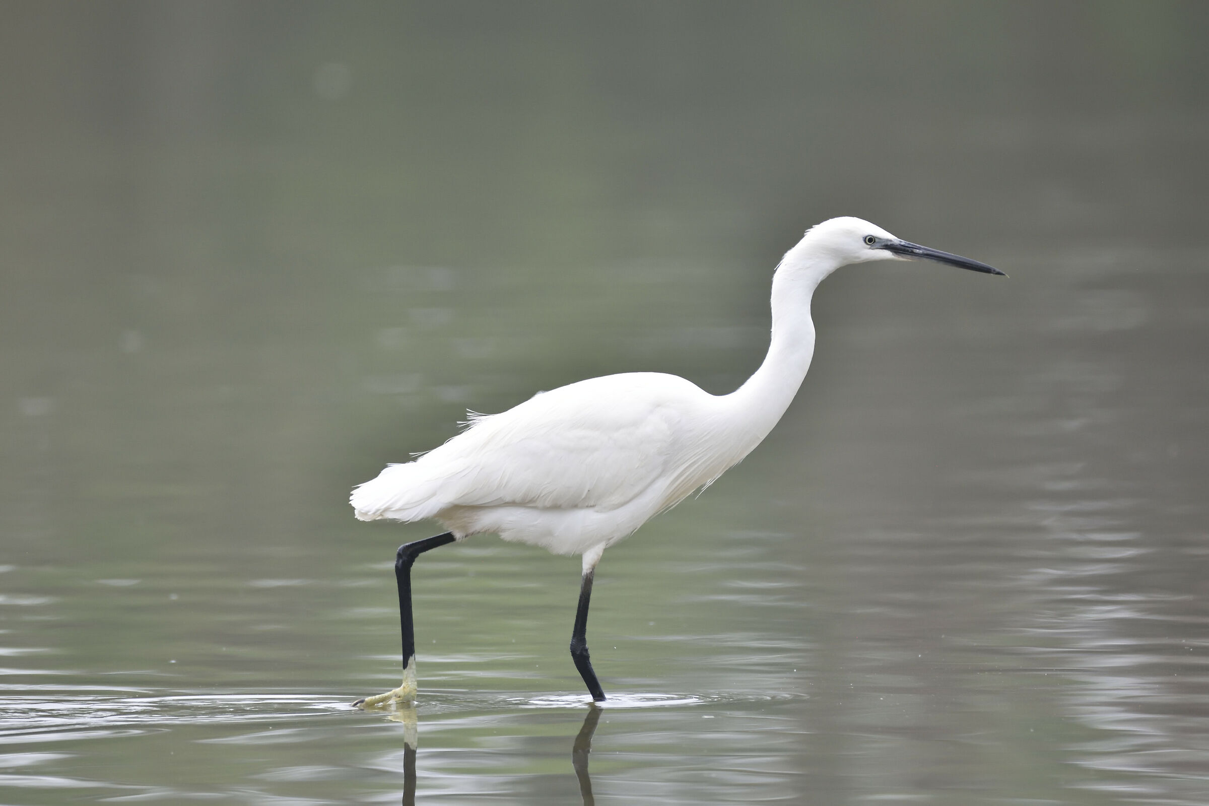 Egret