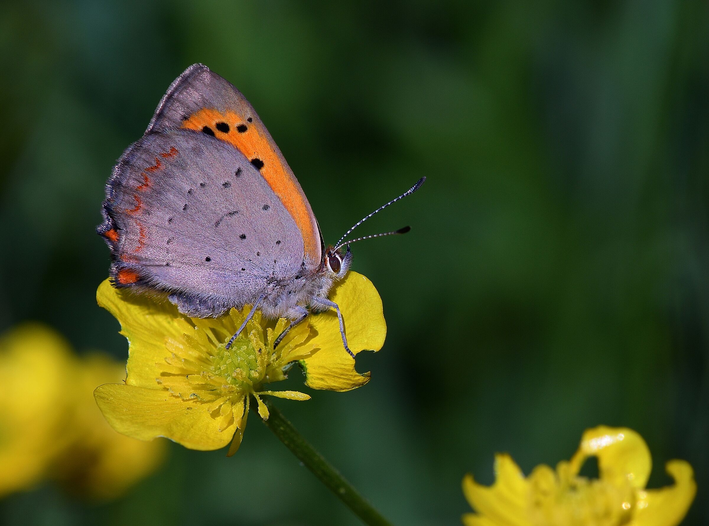 Lycaena Phlaeas