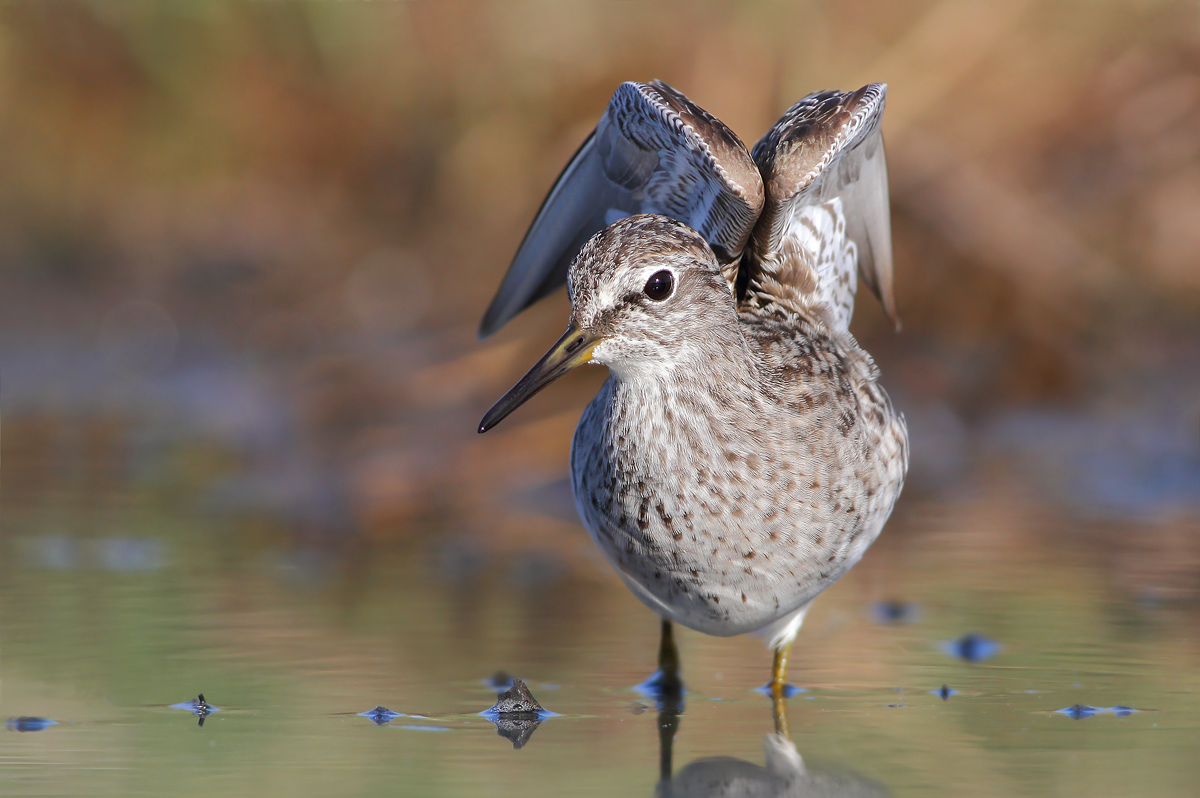 Piro piro boschereccio