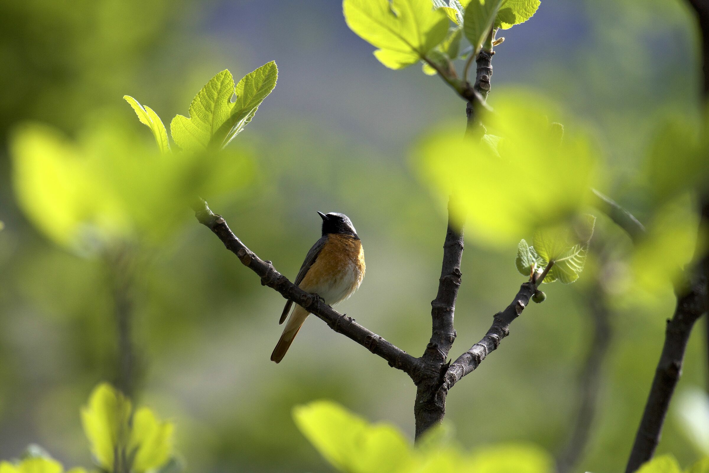 Codirosso nel risveglio primaverile