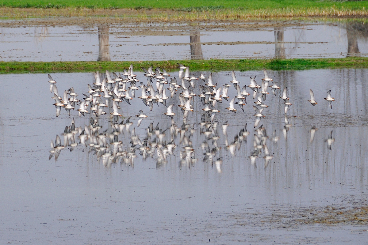 (parco cicogne di Racconigi)