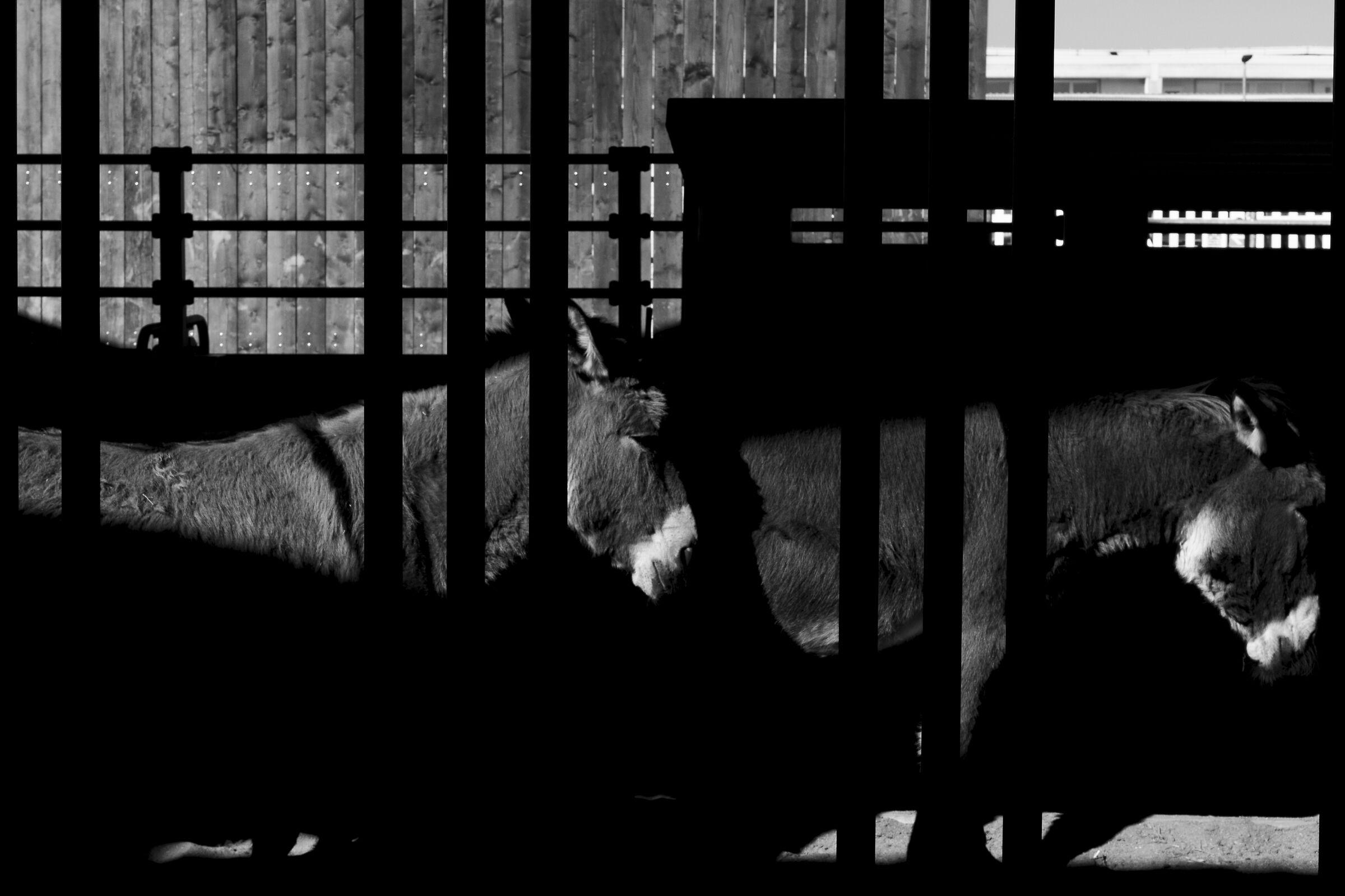 Donkeys