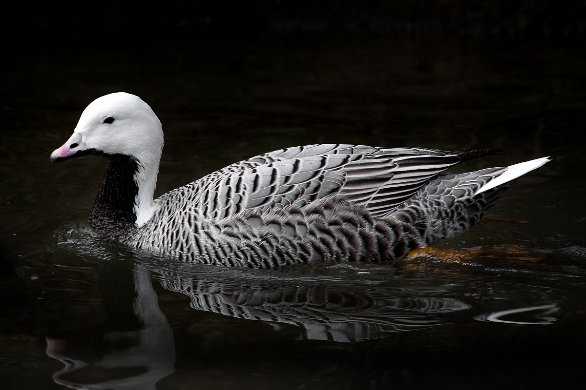 (parco cicogne di Racconigi)
