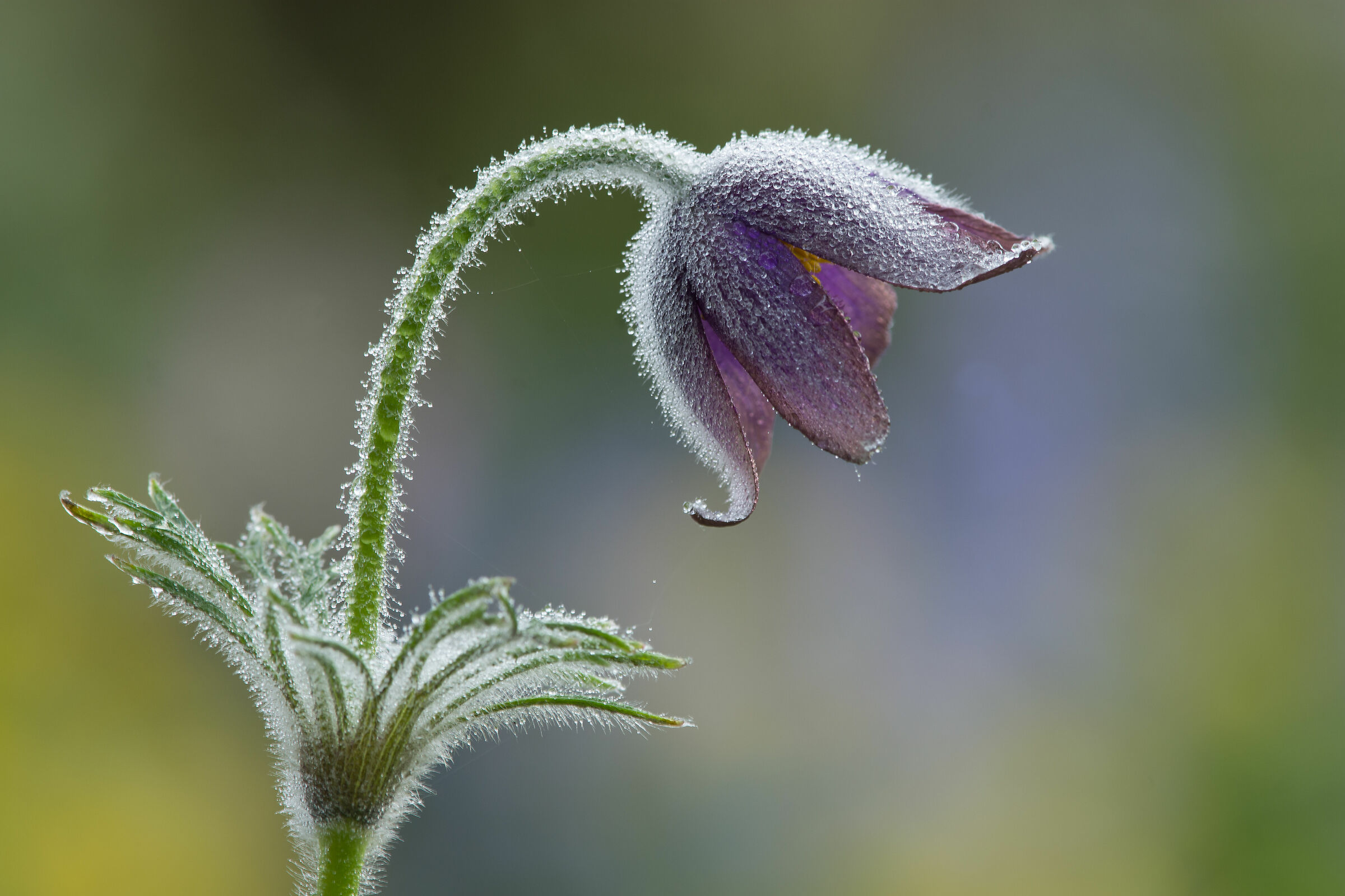 Pulsatilla vulgaris