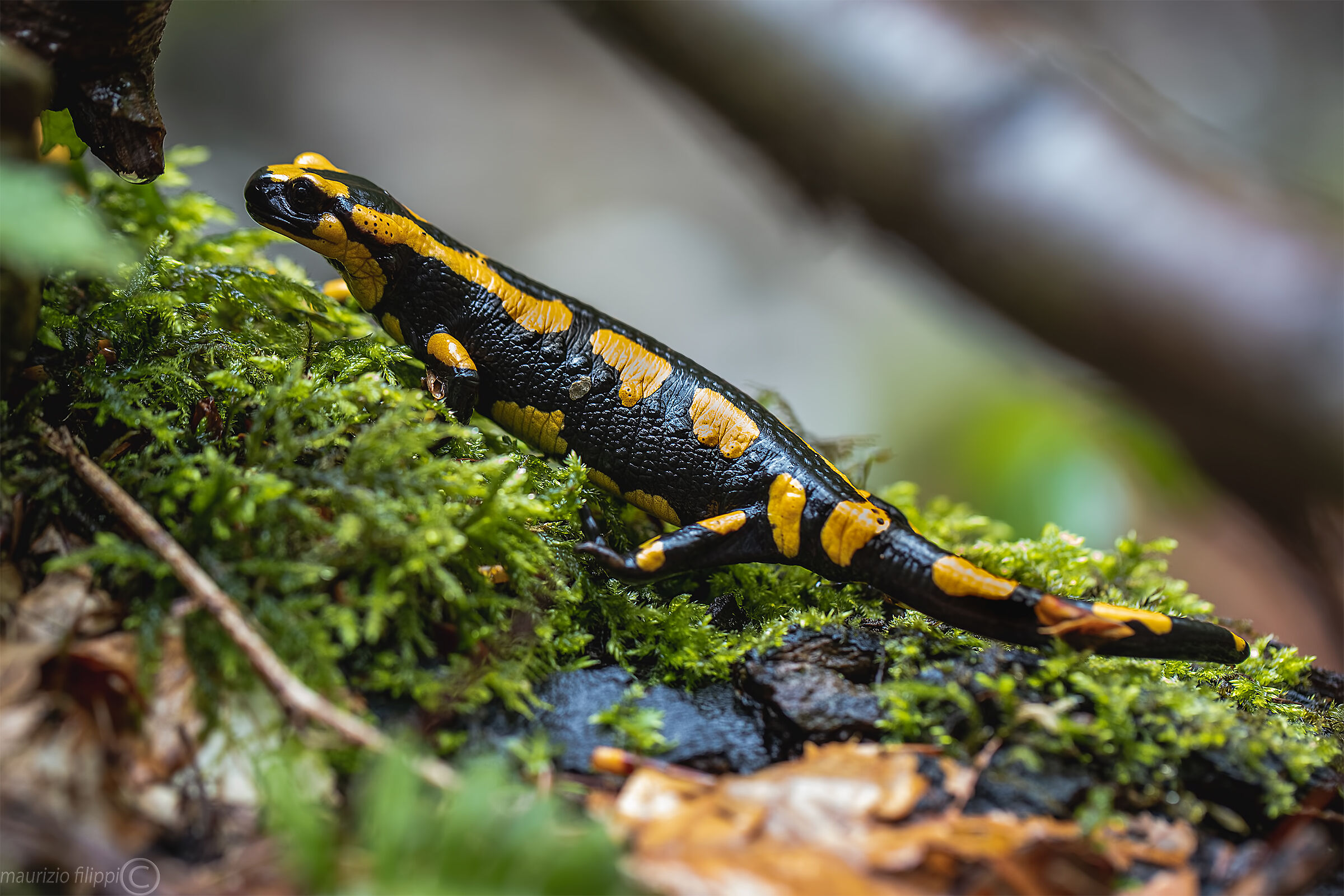 Salamandra salamandra