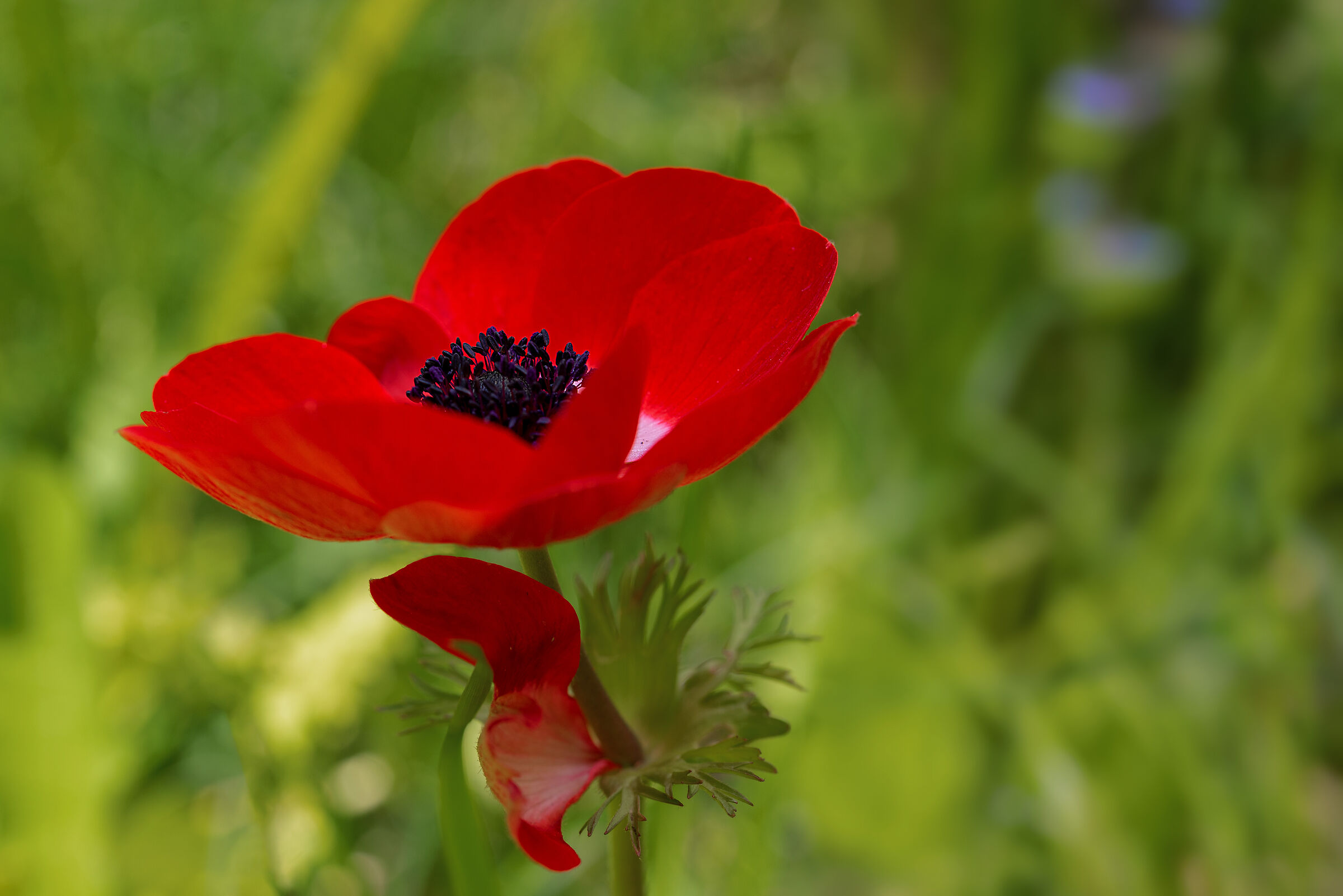 Anemone Rossa