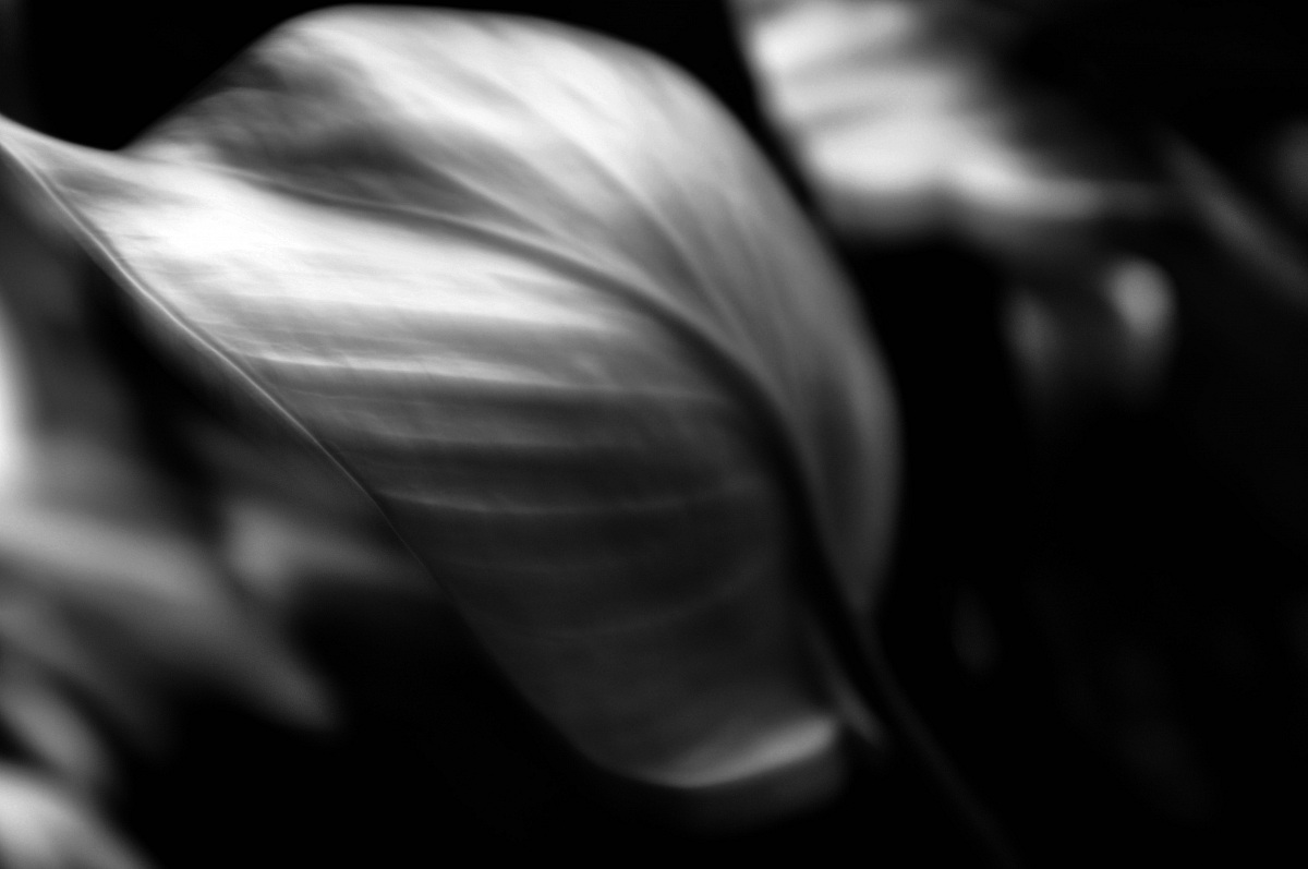 Come foglia al vento...