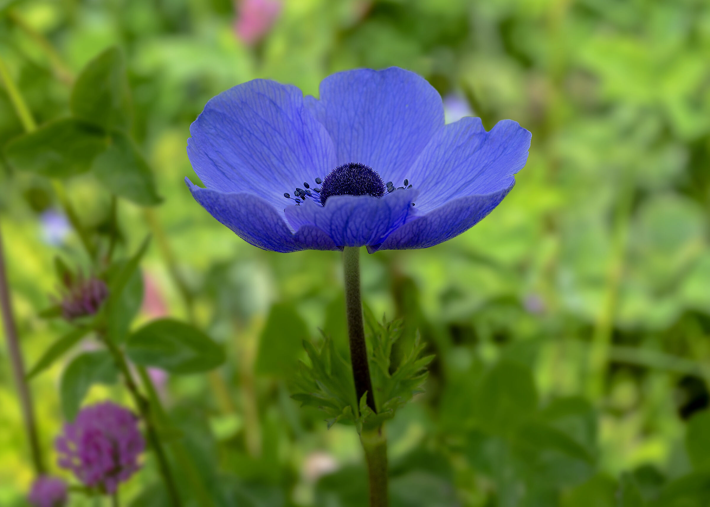 Anemone Viola