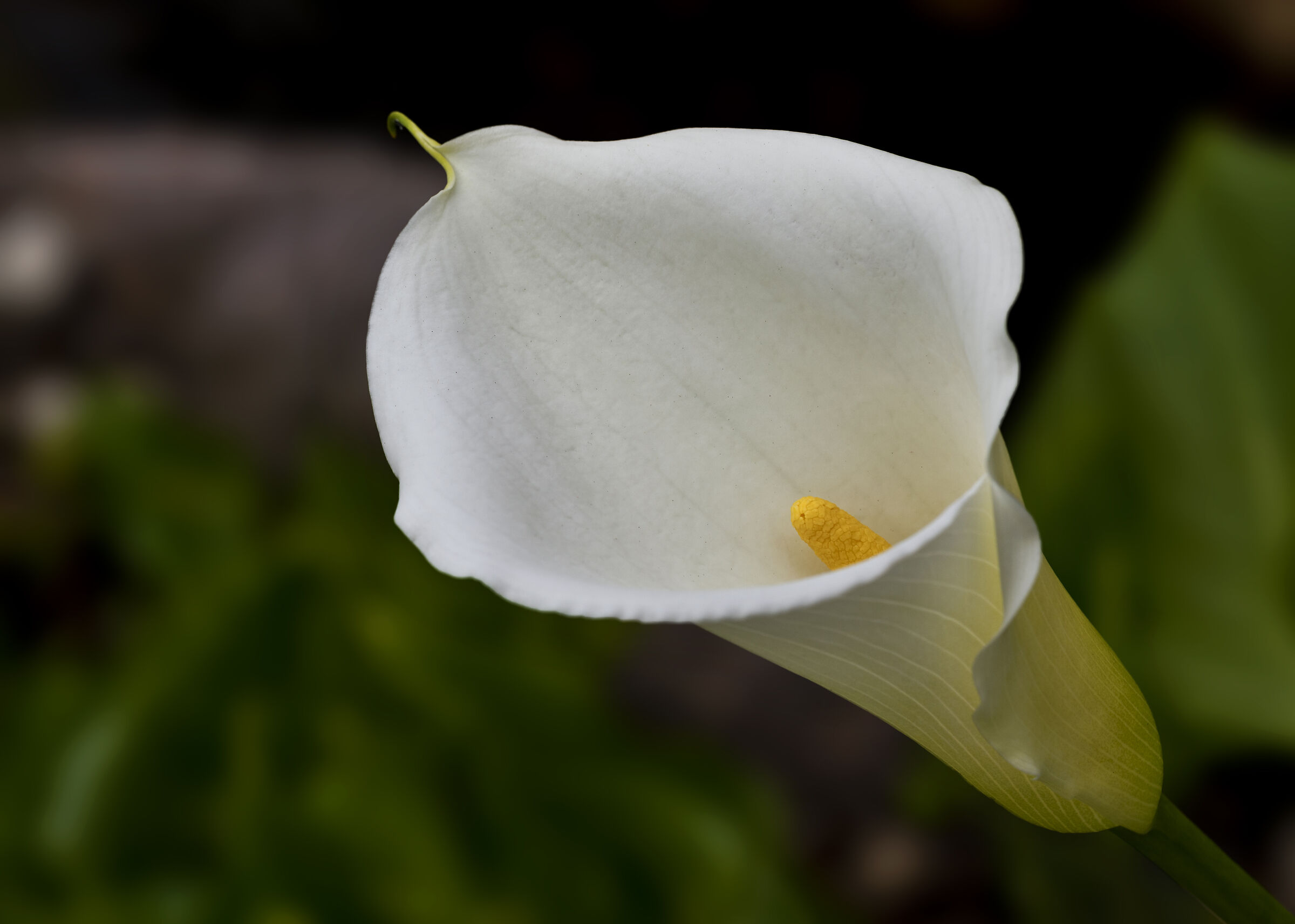 Calla