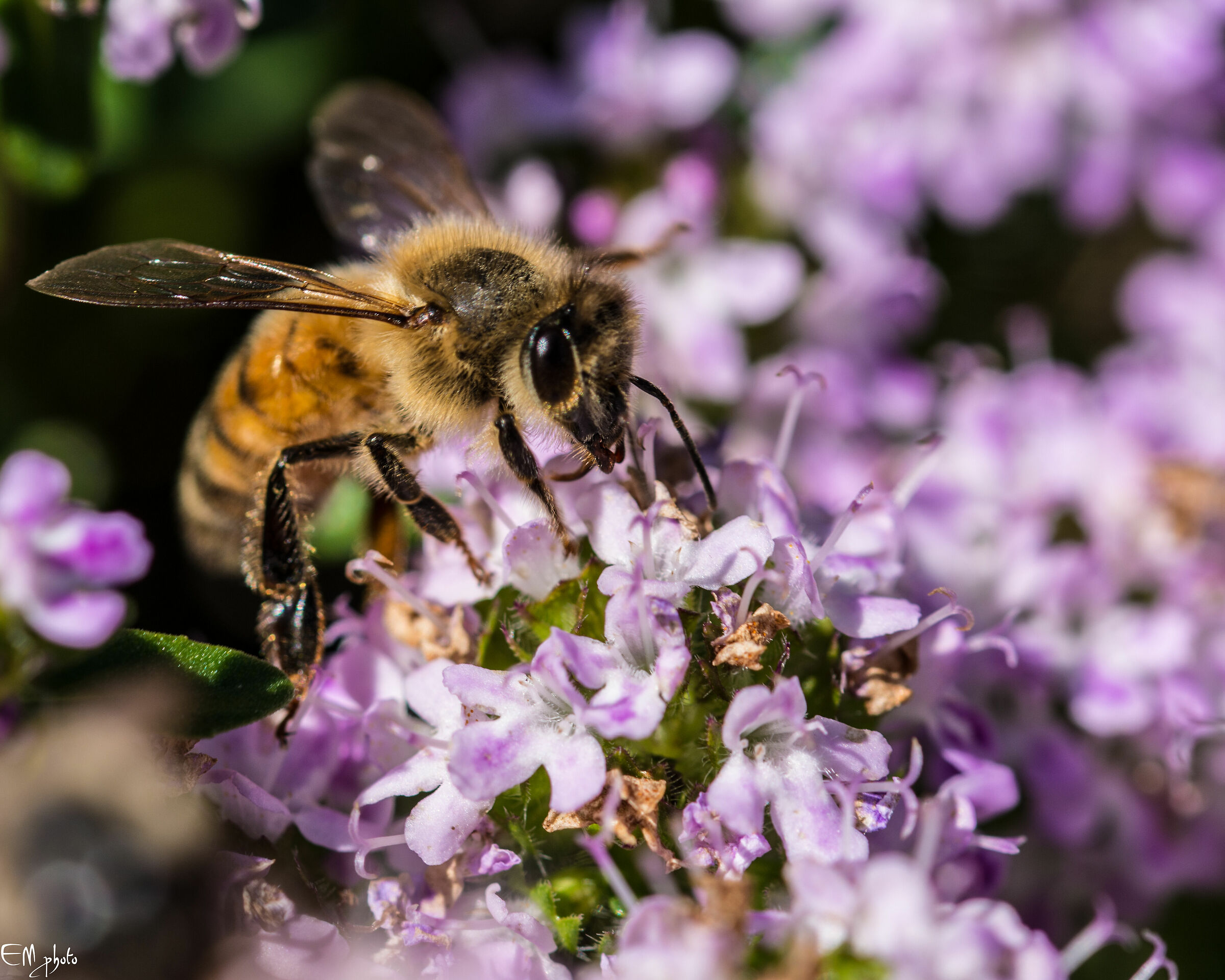 Osmia bicornis (Osmia rossa)