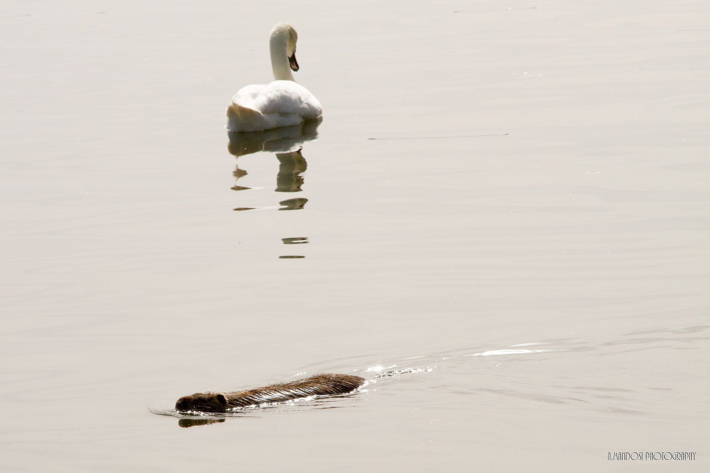 The Beauty and the Beast