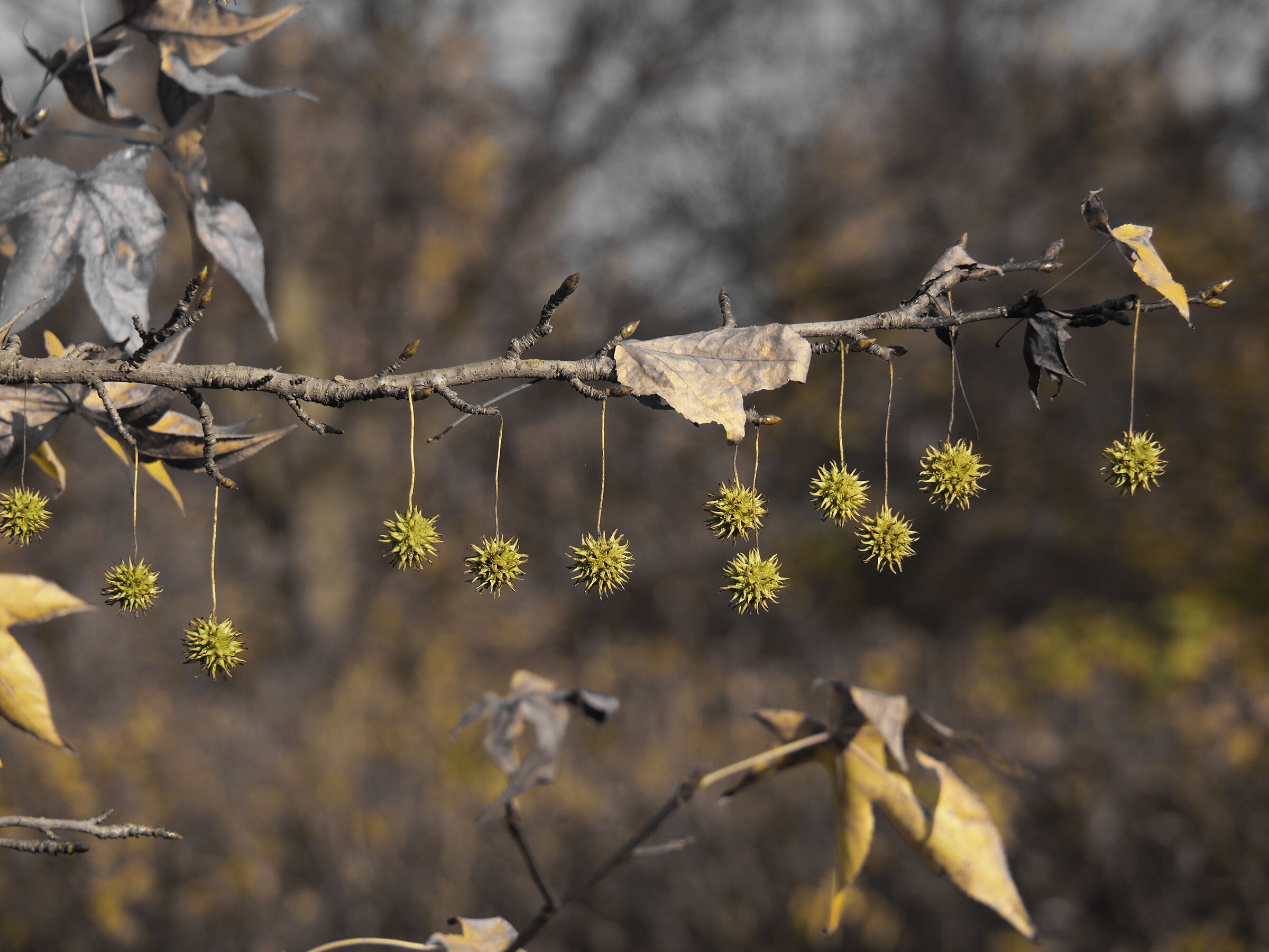 All lined up waiting for the spring