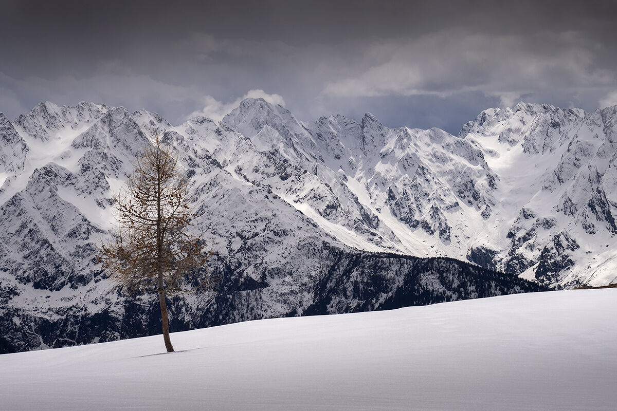 Al cospetto del larice