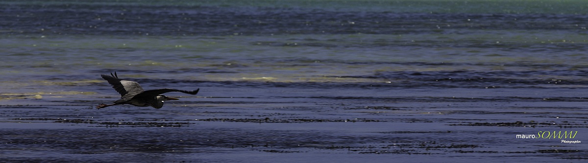 Airone in volo