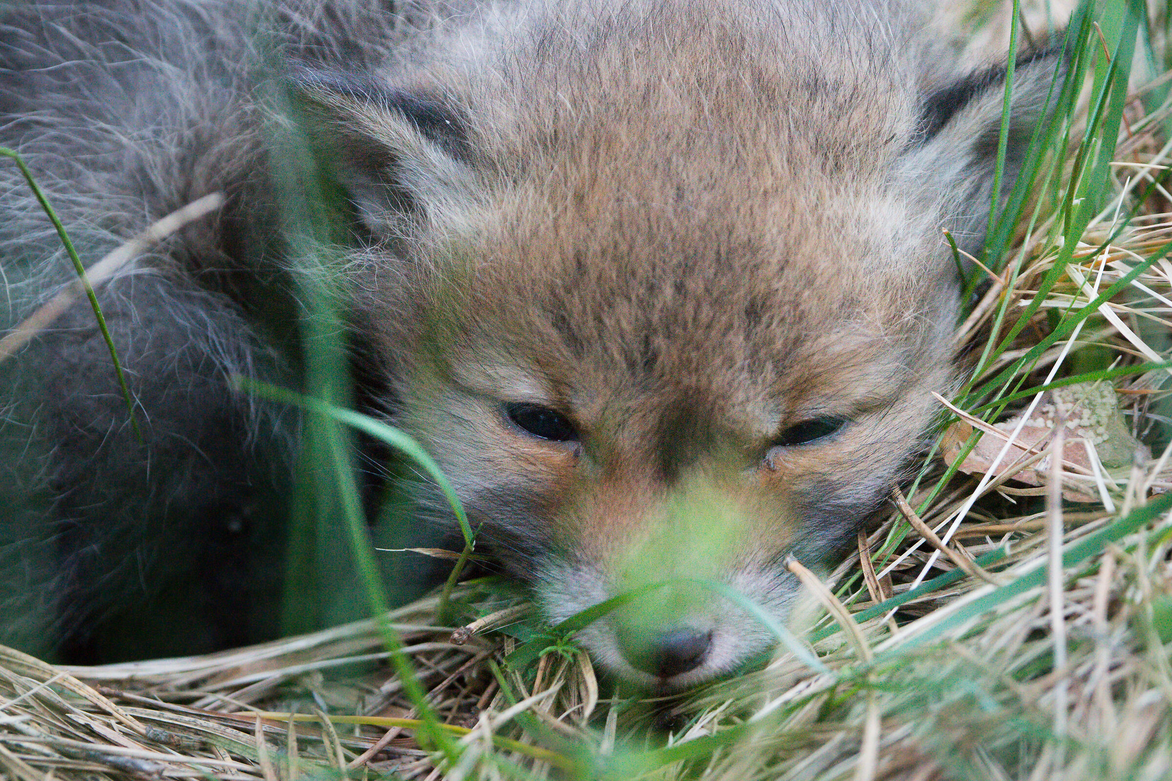 Volpe rossa (Vulpes vulpes)
