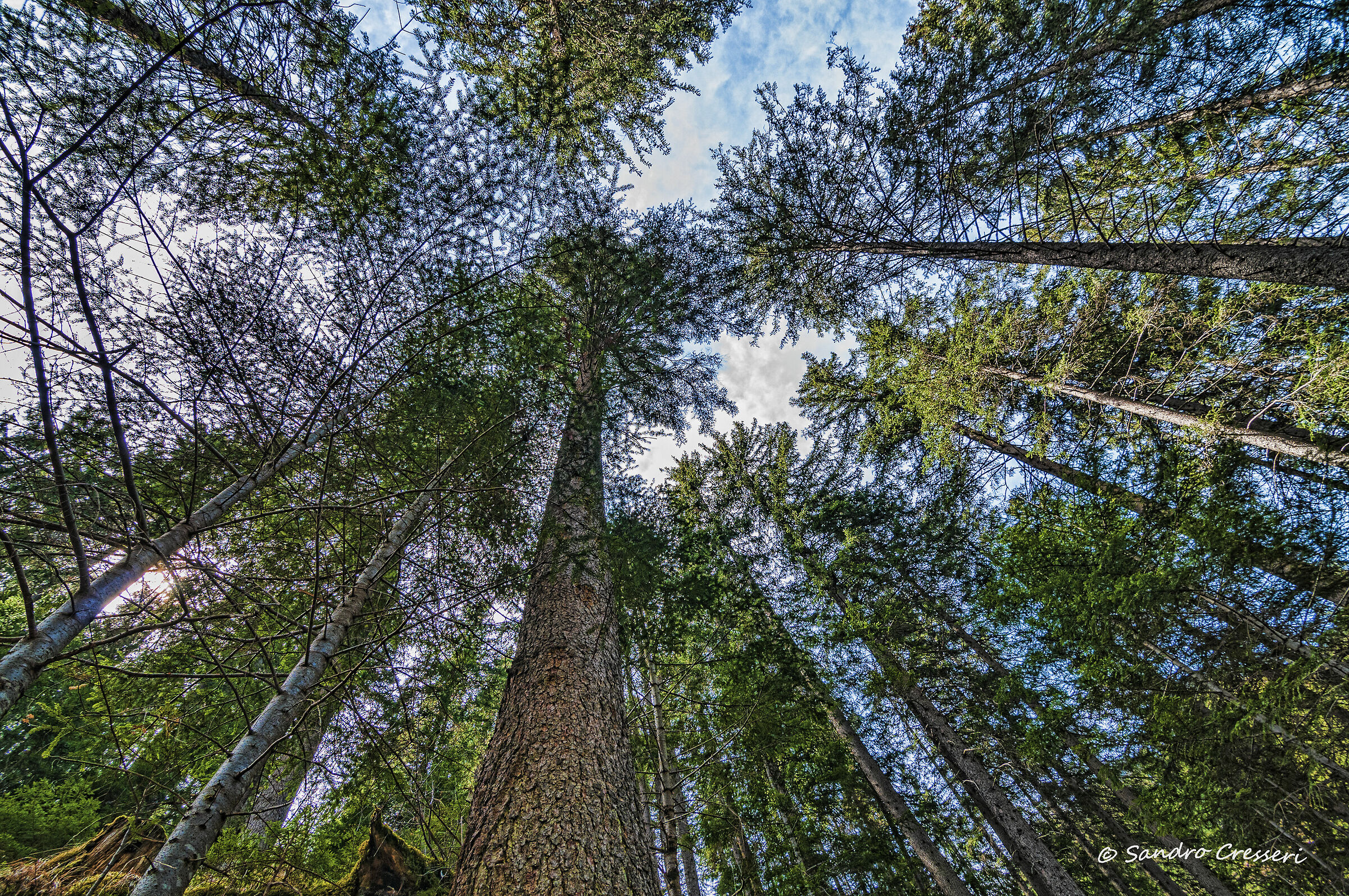 In mezzo al bosco guardando all'insù