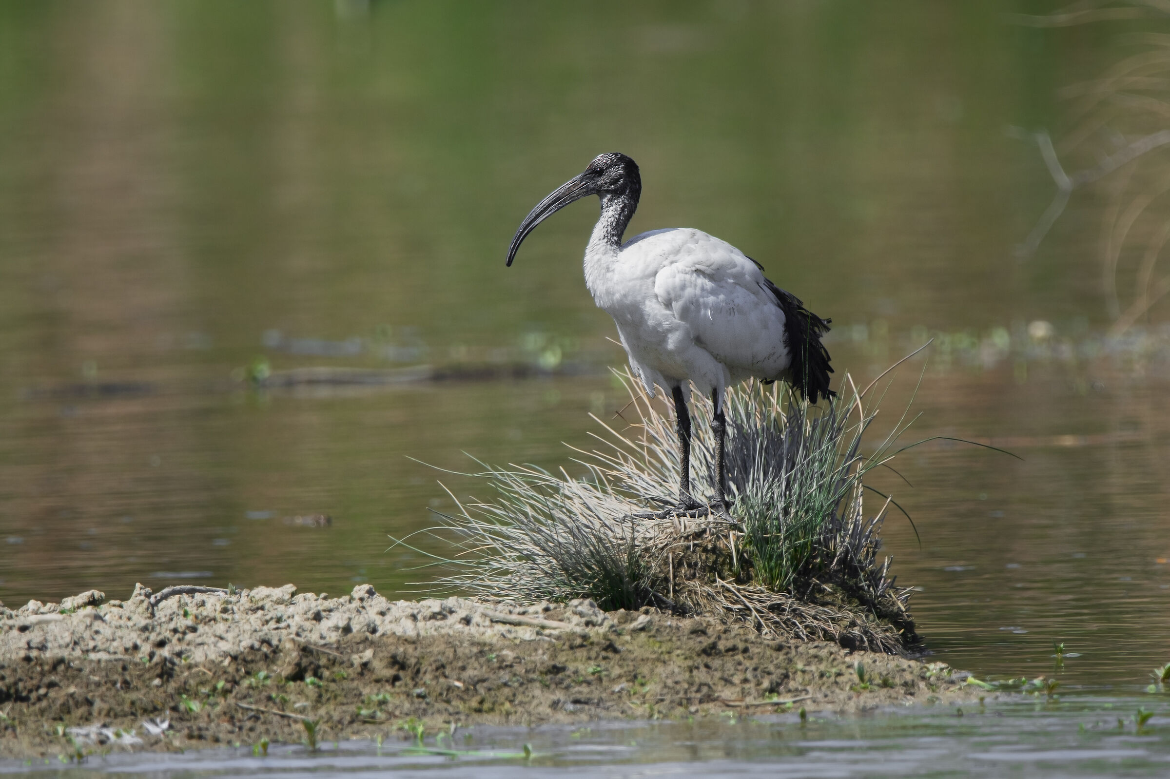 Ibis sacro distante..
