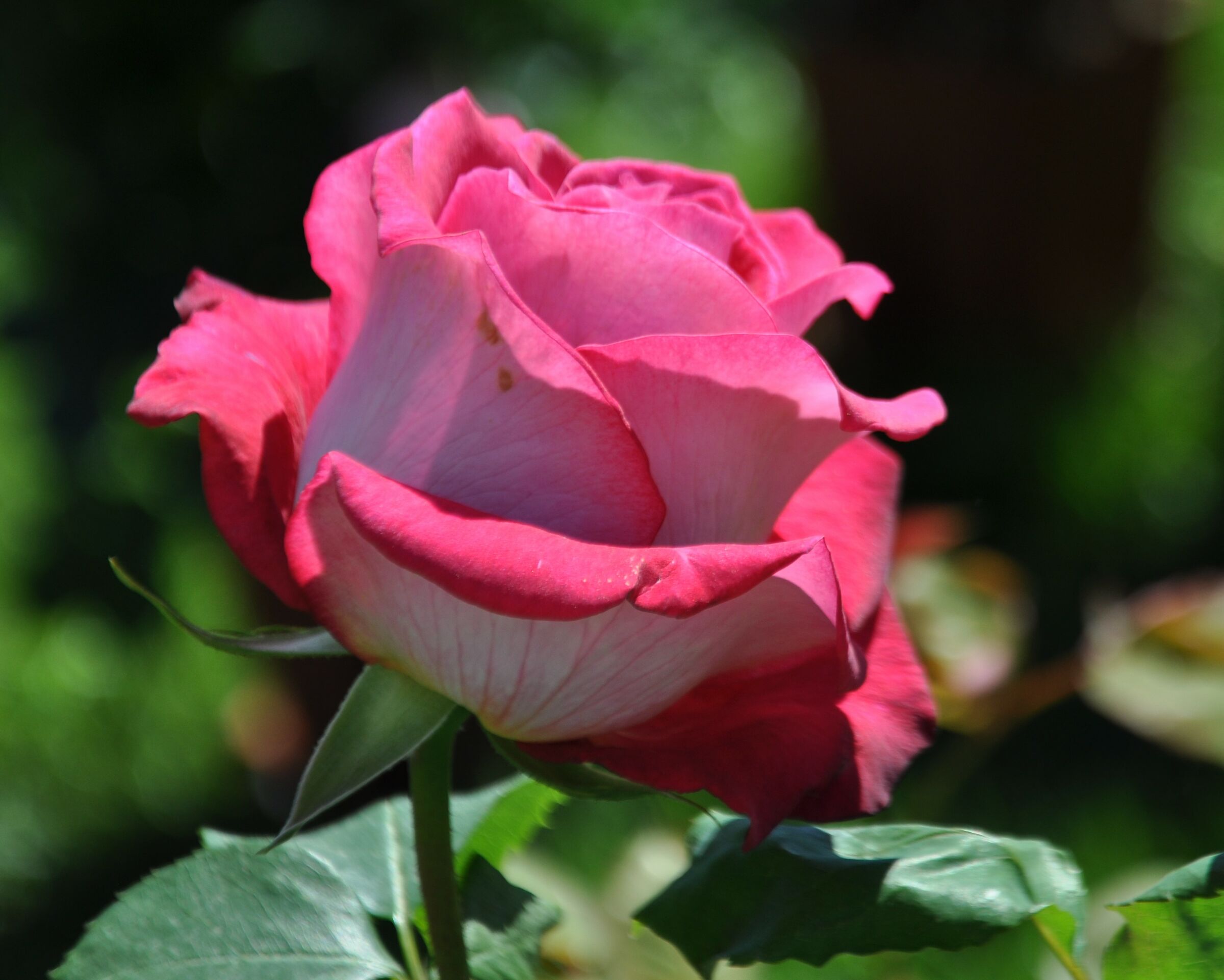 dal Castello Visconteo di Cherasco - rosa -