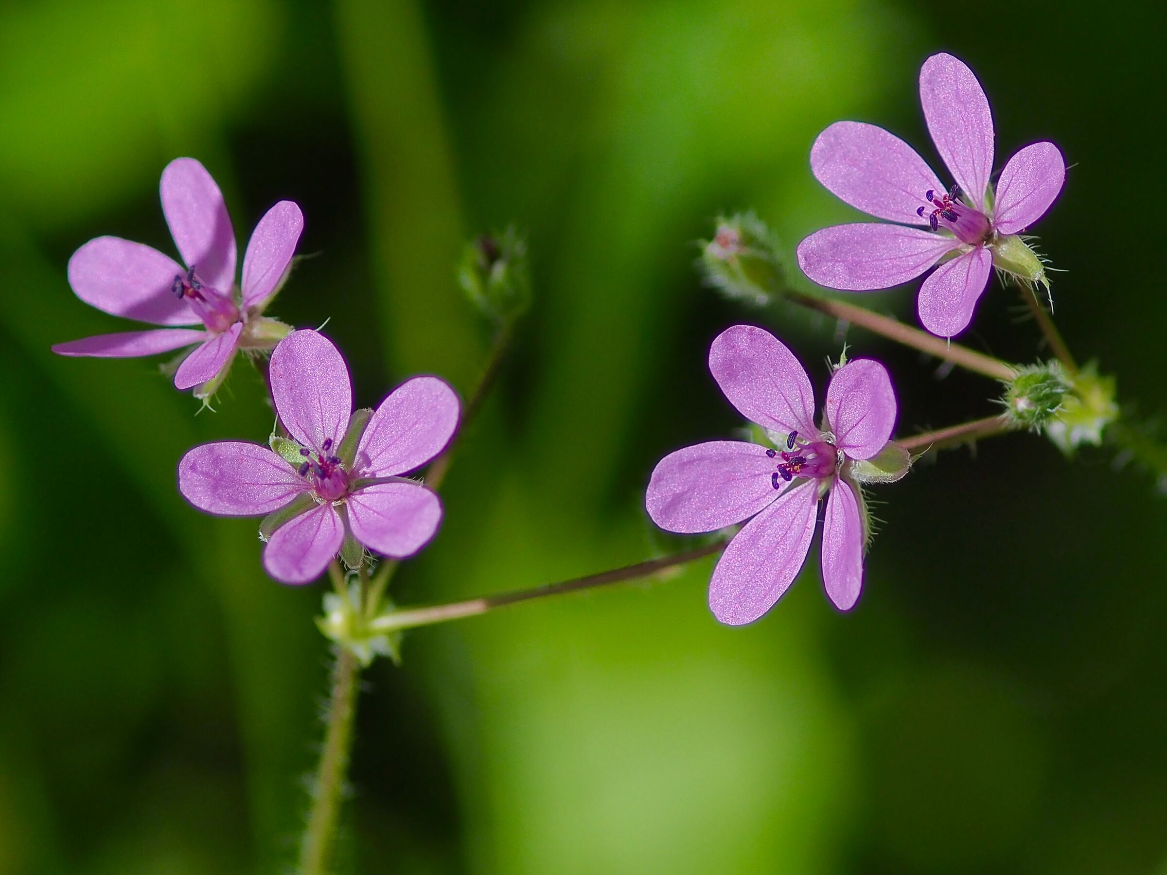Field Flowers