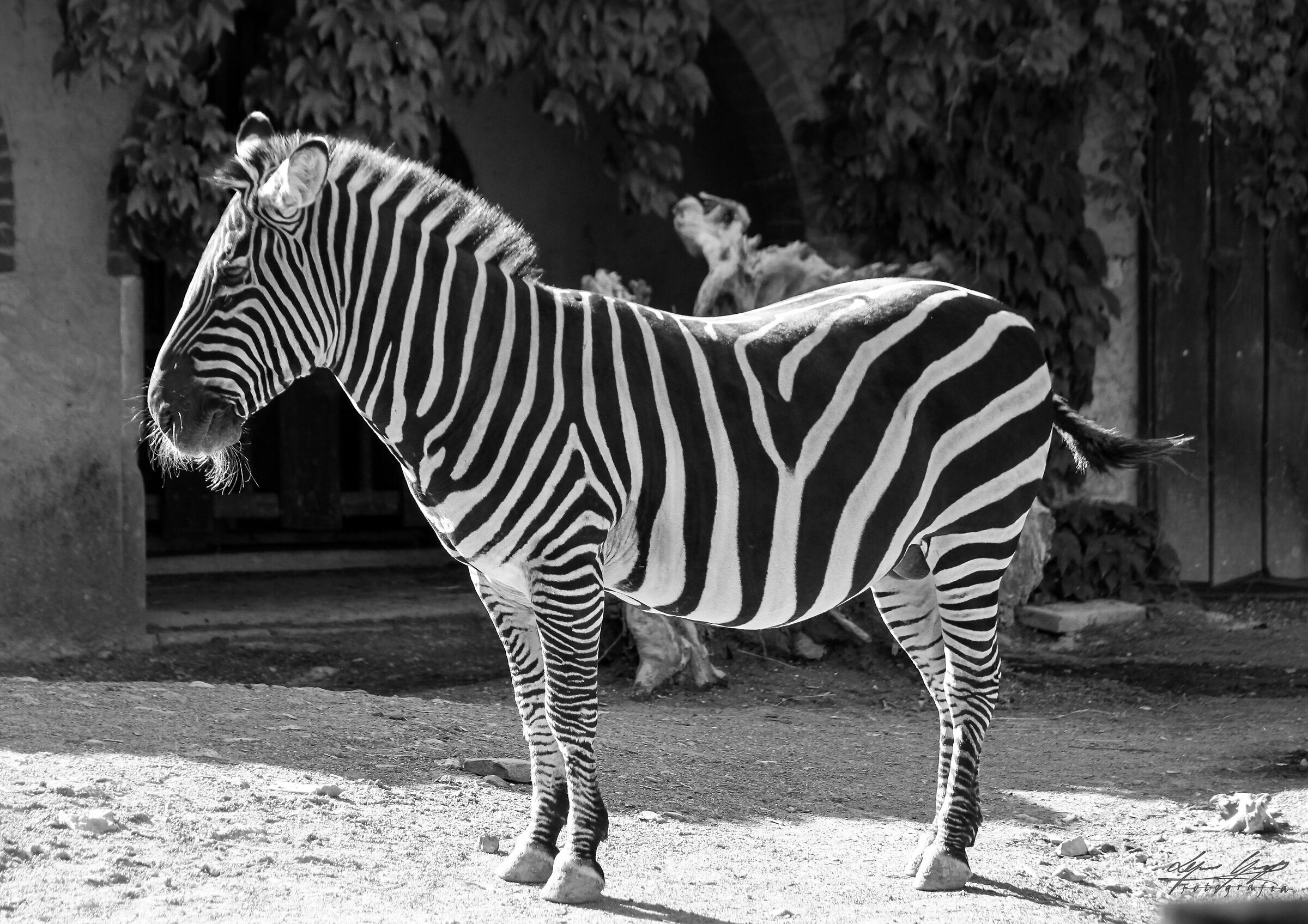Zebra