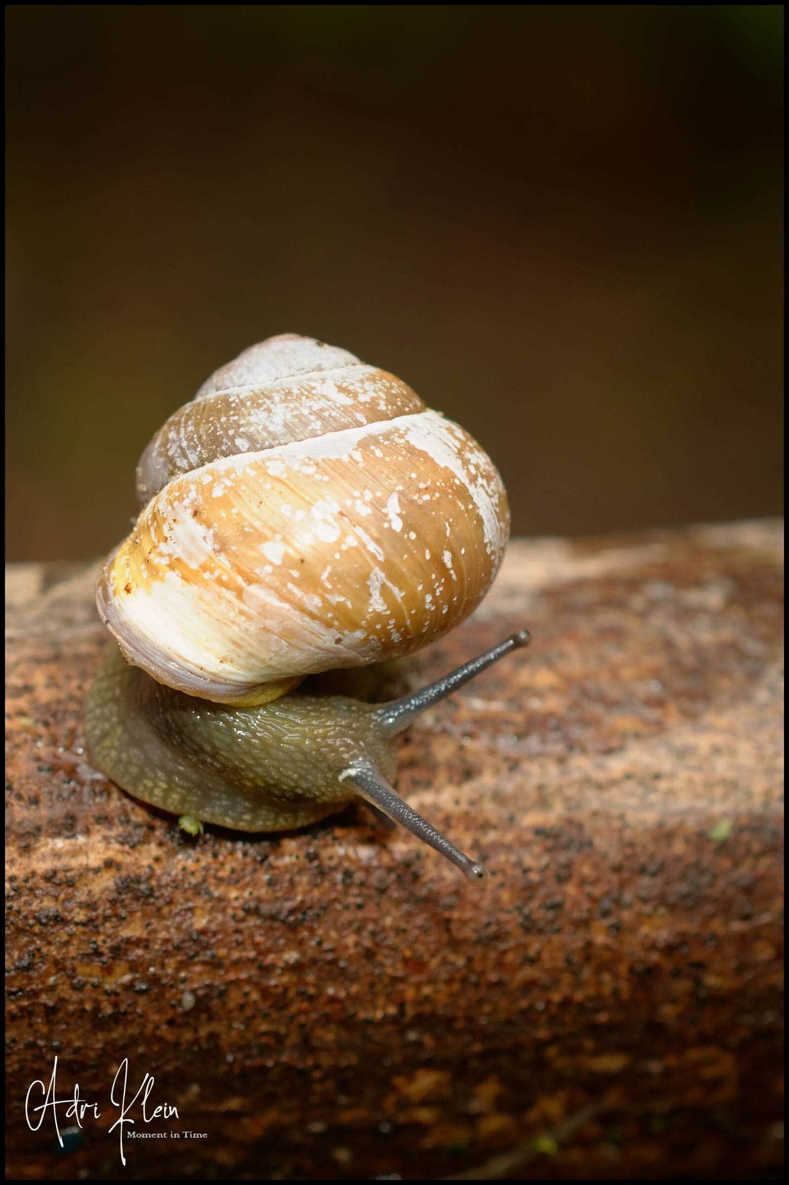 Snail