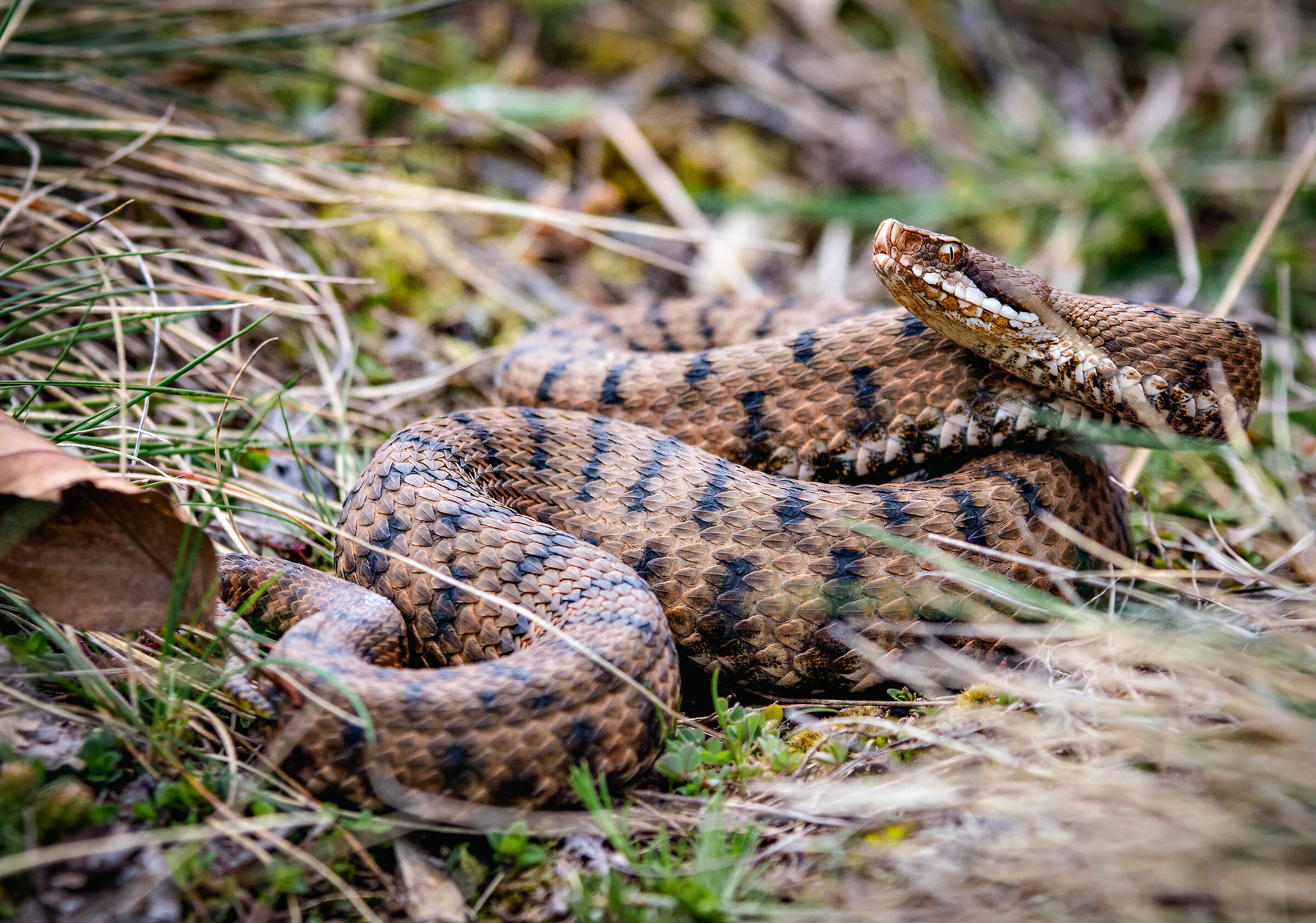 vipera aspis francisciredi
