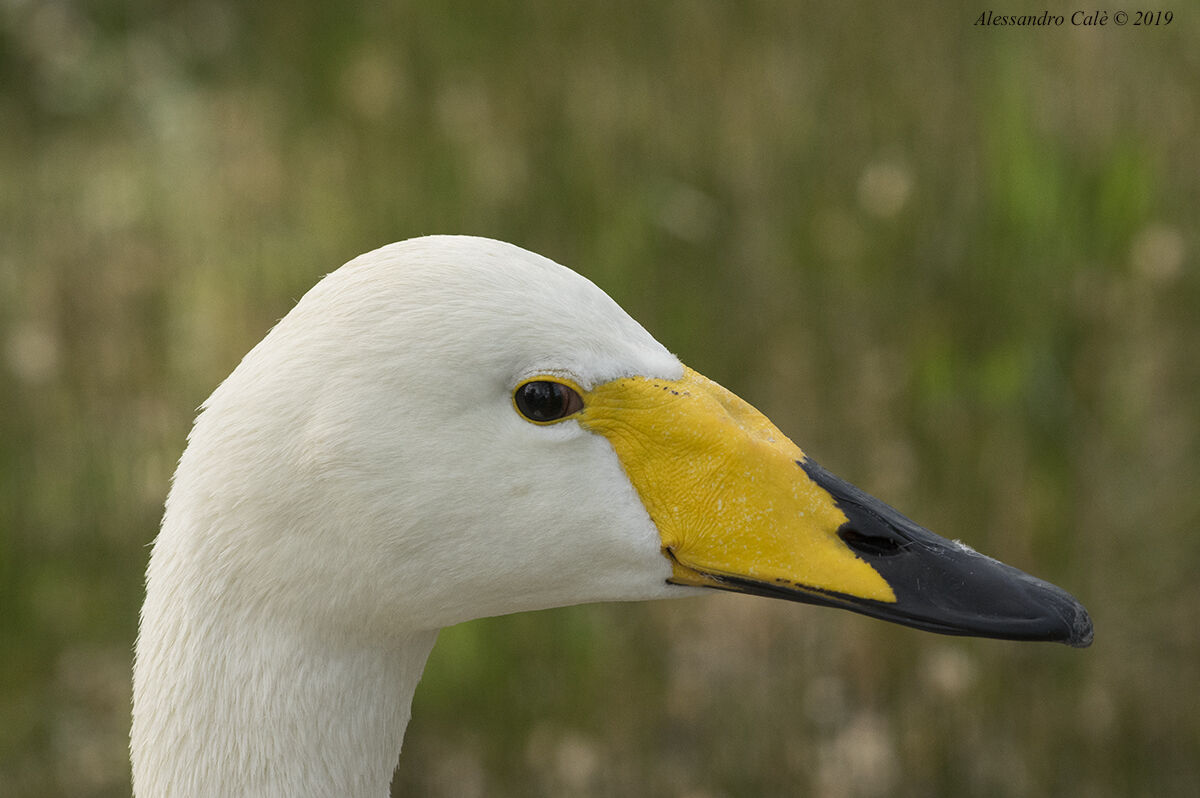 Cygnus cygnus (Cigno selvatico) 0218