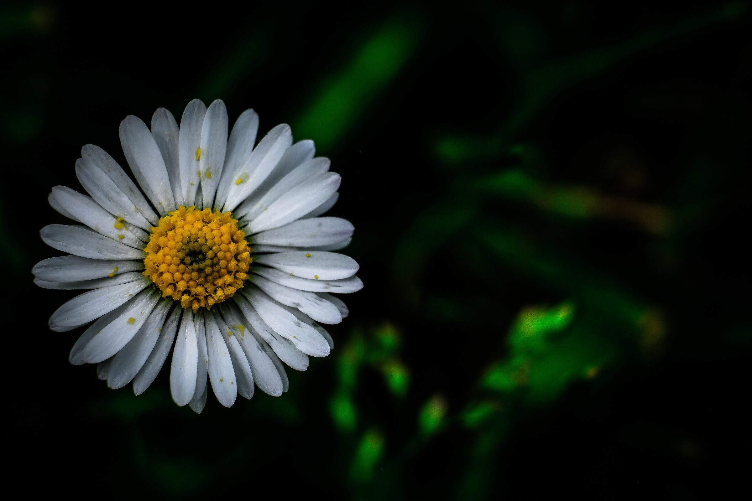 A daisy