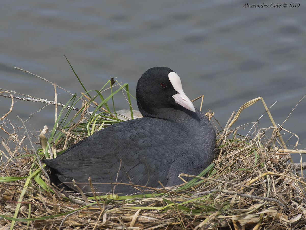 Fulica atra (Folaga) 9449