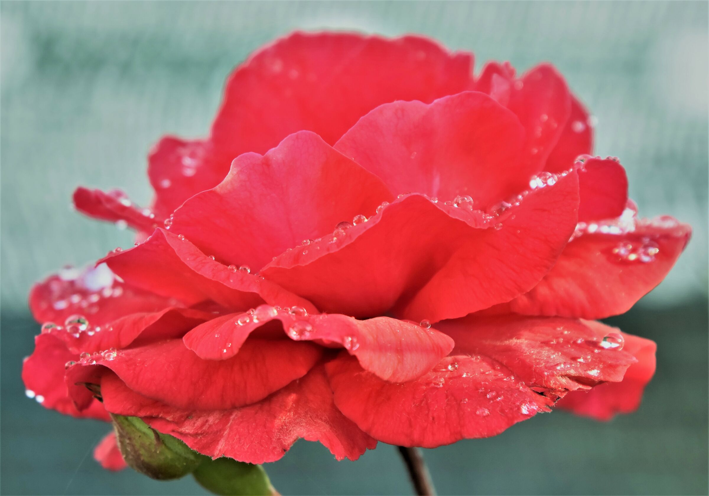 First new sigma Shots