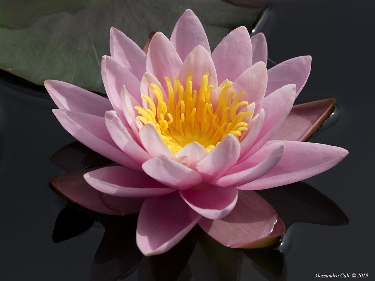 Nymphaea (Ninfea) 0123