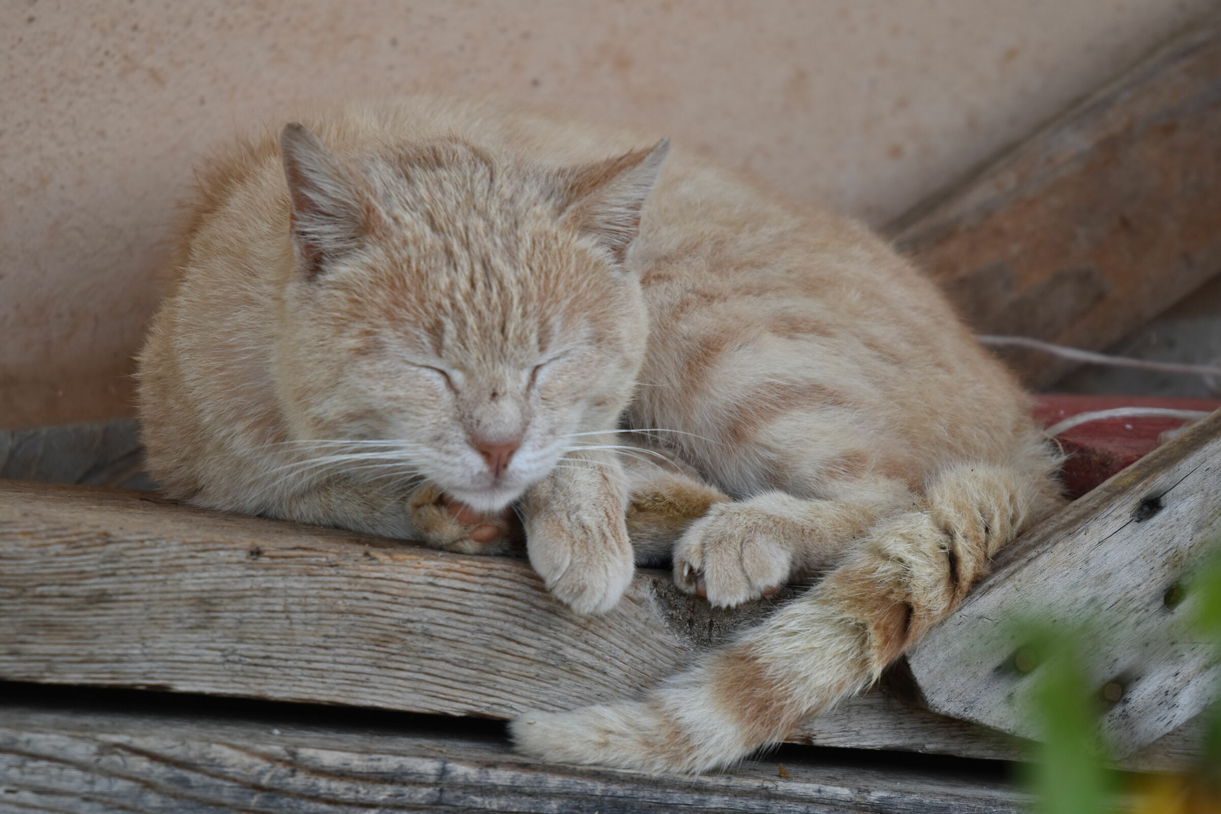 First new sigma Shots