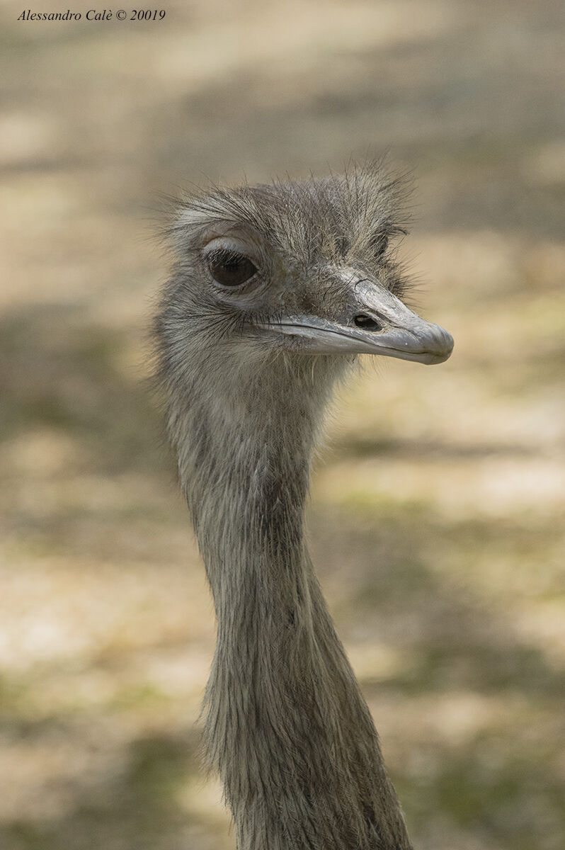 Rhea americana (Nandu) 9672