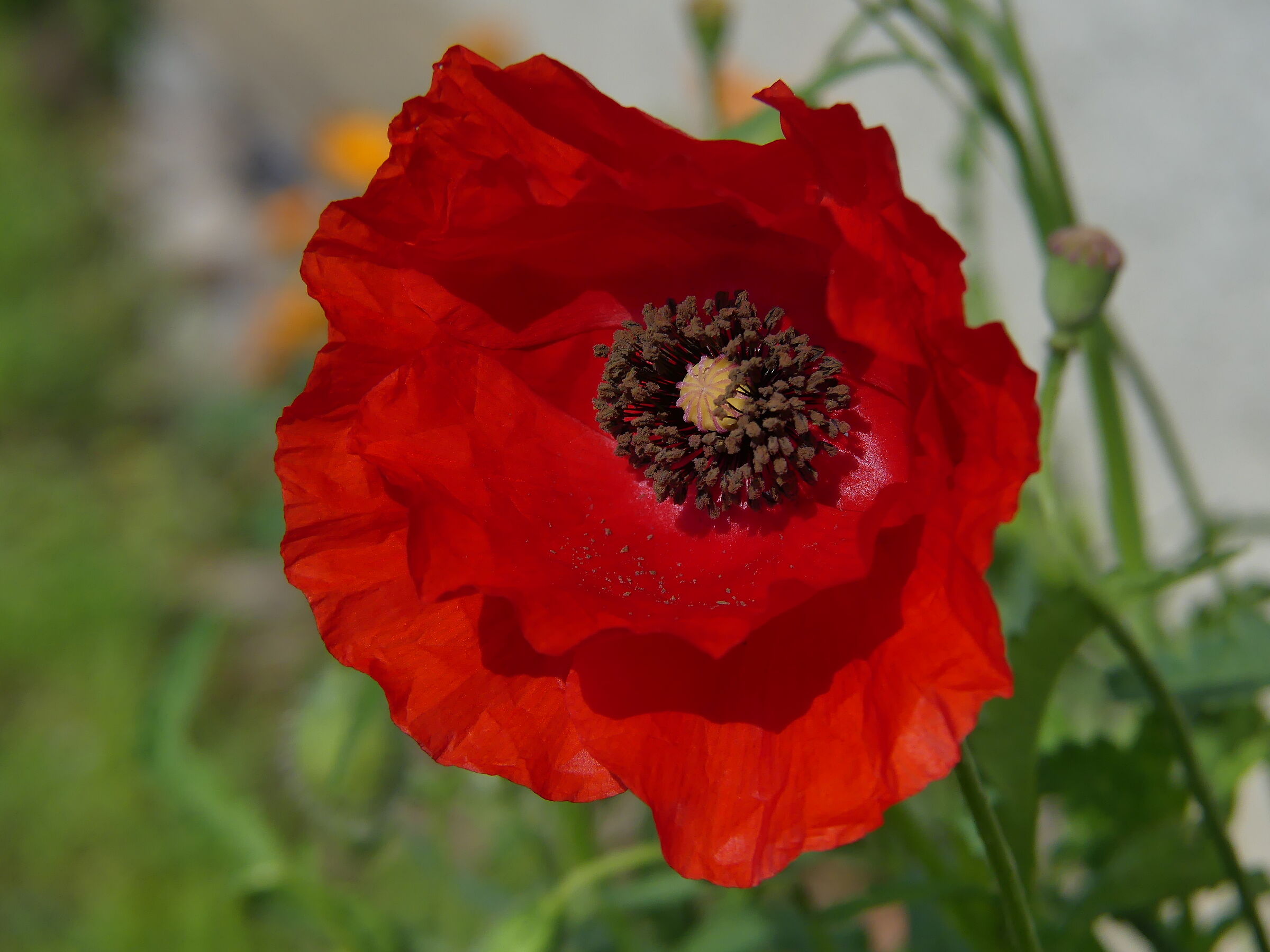 Uno scrigno nel papavero